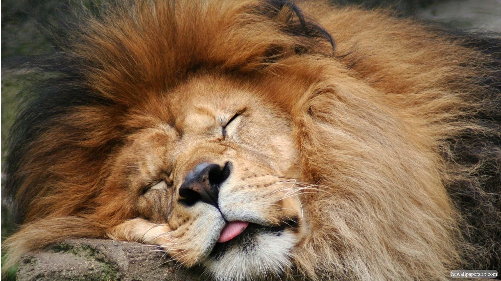 lion, animals, sleeping, 1080P, wild, HD Wallpaper
