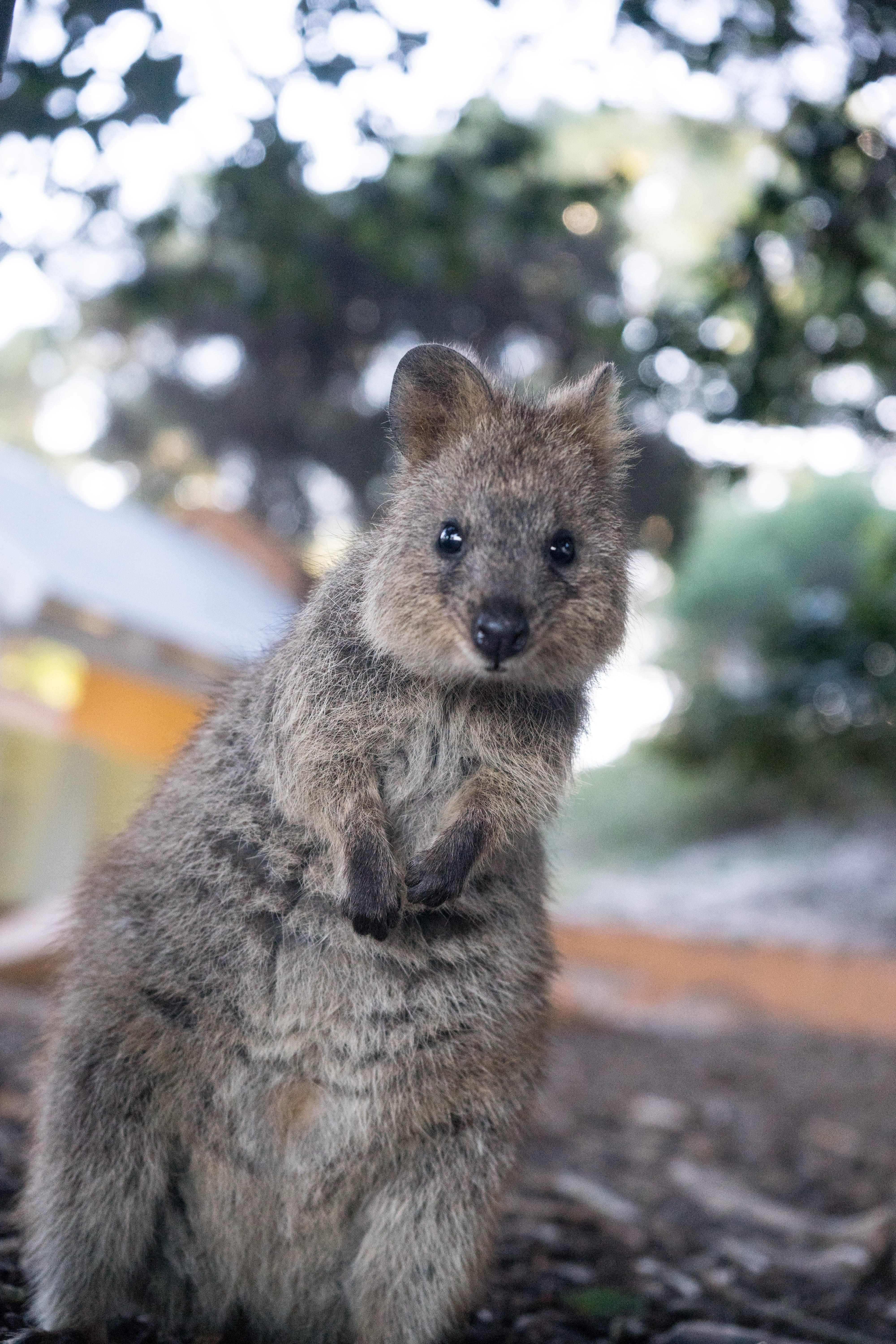 animal, vertebrate, outdoors, selective, wild, rodent, animals in the wild, tree, looking at camera, land, young animal, 5K, mammal, quokka, photography, Phone HD Wallpaper