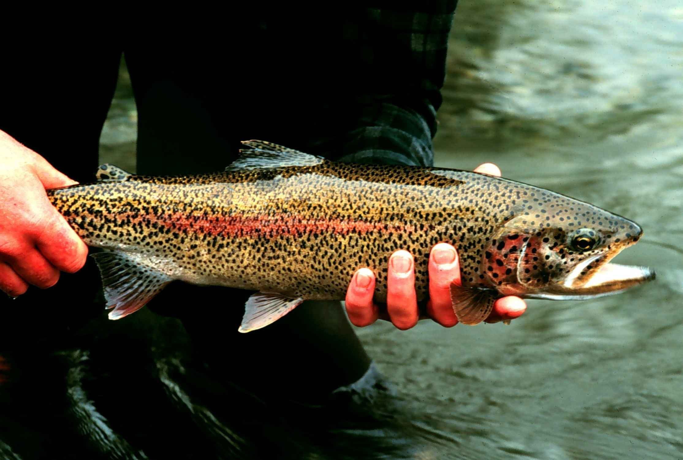 outdoors, hand, animals in the wild, mykiss, animal scale, trout, fish, nature, fly-fishing, holding, freshness, animal wildlife, hobbies, fishing Hook, HD Wallpaper