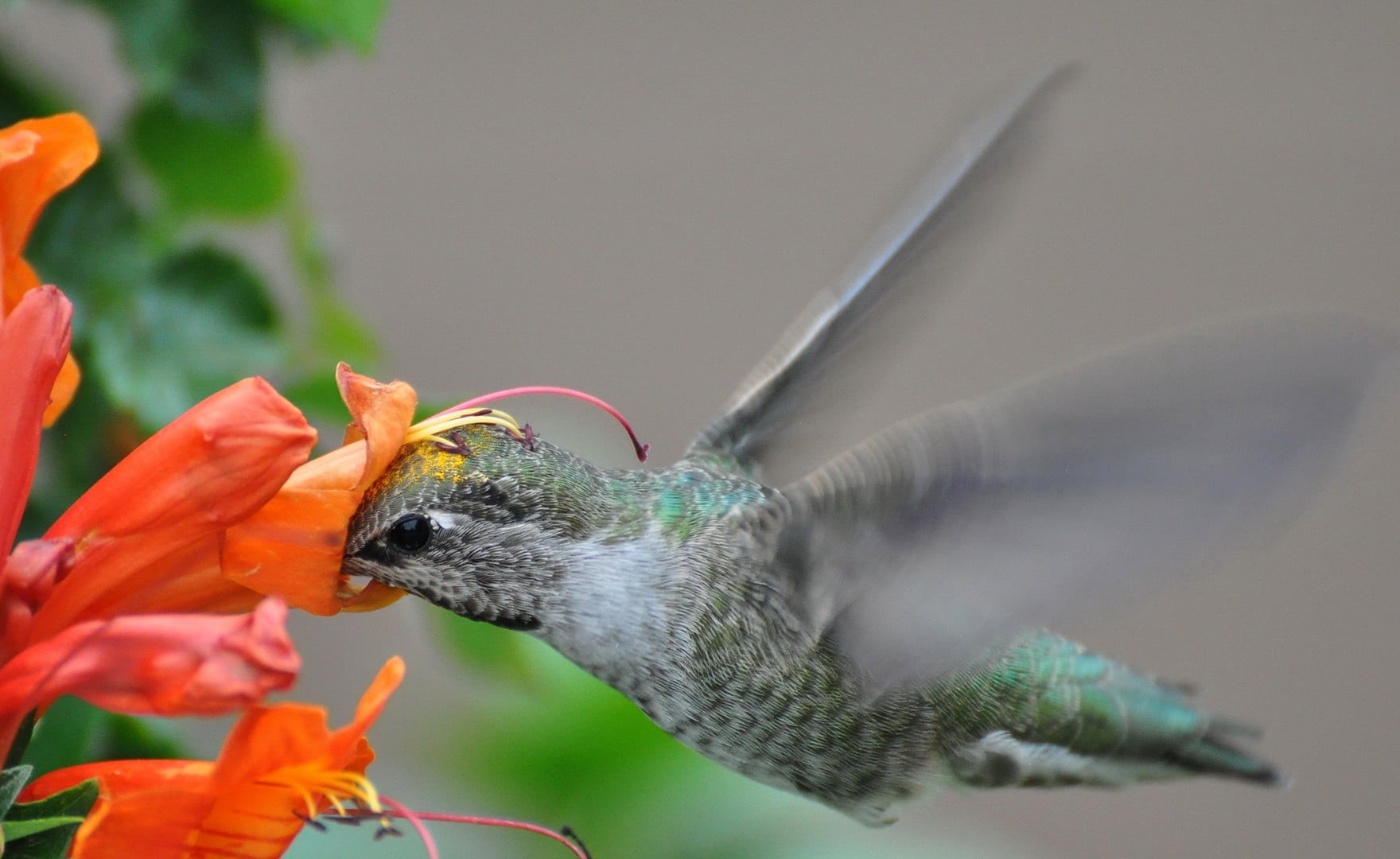 hovering, beak, 720P, animal, flower, flying, AZ, birds, hummingbird, close, gray, green, eating, animal Wing, humming, Nature, Arizona, wildlife, feather, HD Wallpaper