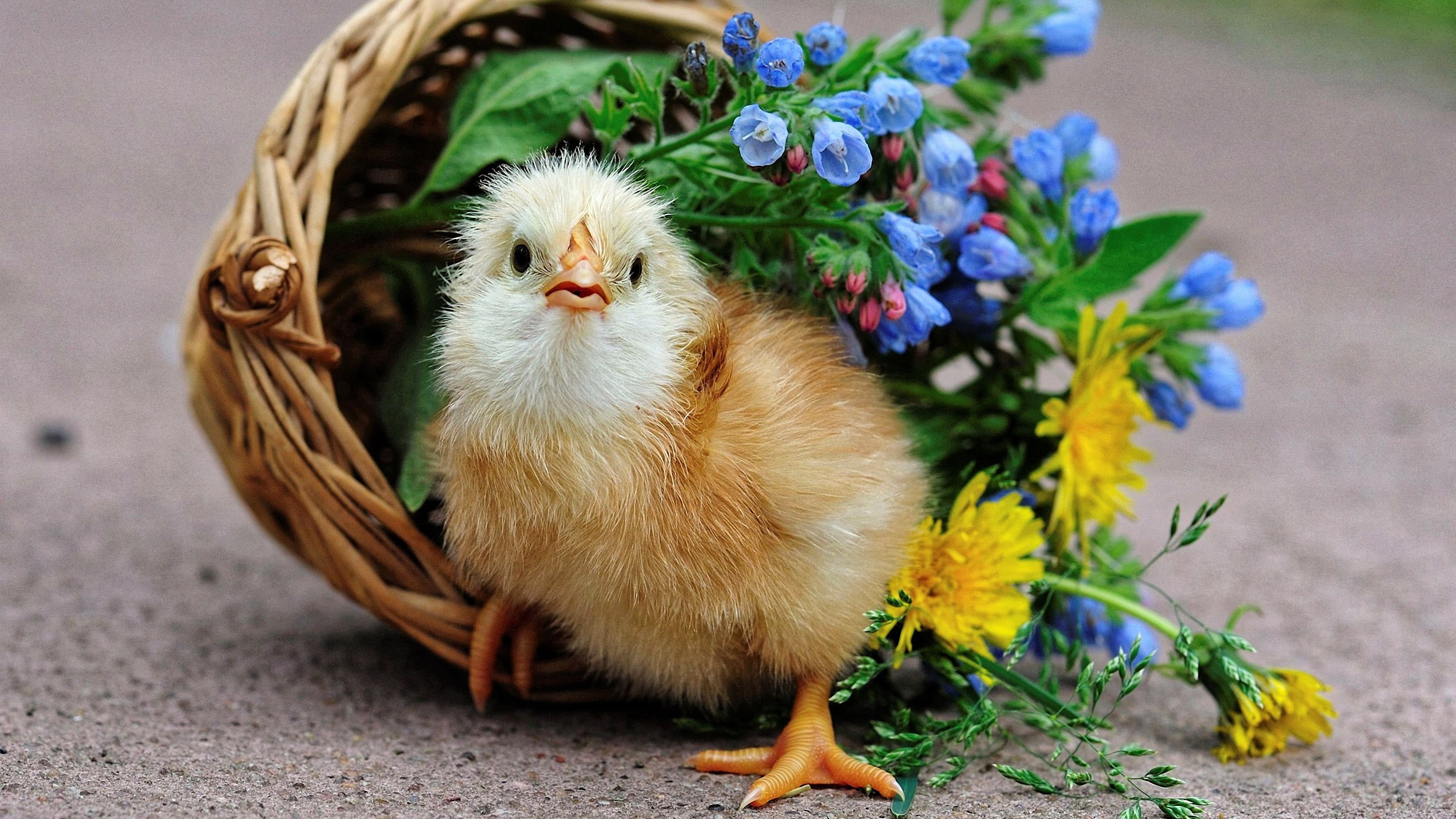 young animal, one animal, domestic, young bird, baby animals, baskets, white, chicken - bird, animal, bird, 2K, nature, mammal, flower, livestock, no people, HD Wallpaper