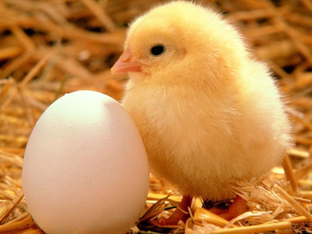 chickens, chicken, x, 480P, hd, chicks, baby, eggs, animals, art, BIRDS, HD Wallpaper