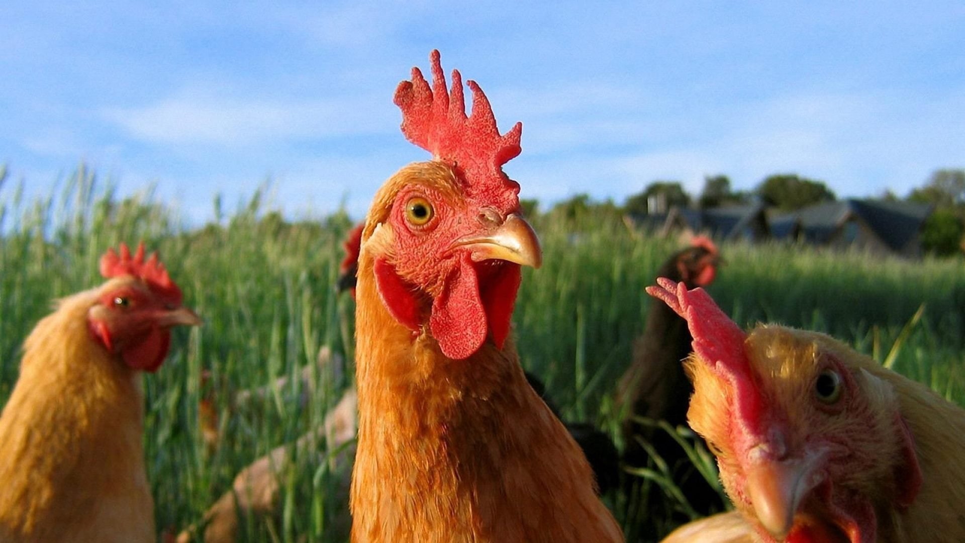 chicken, beak, bird, pets, animal body part, Corral, domestic, gallinas, vertebrate, chicken - bird, 1080P, mammal, no people, animal head, animal themes, HD Wallpaper