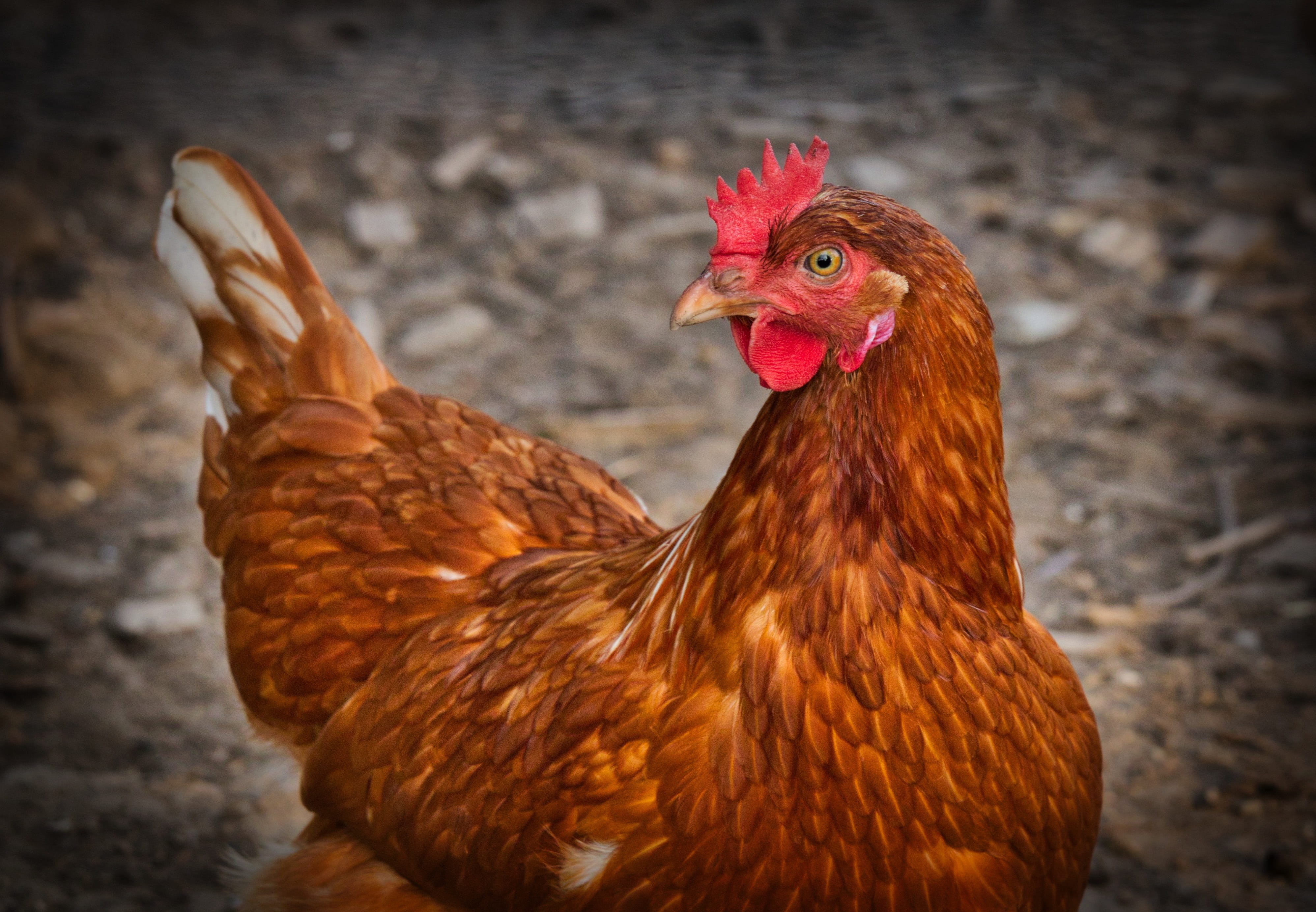 poultry, vertebrate, agriculture, chicken, domestic, domestic animals, chicken - bird, animal themes, animal body part, one animal, rooster, animal head, HD Wallpaper