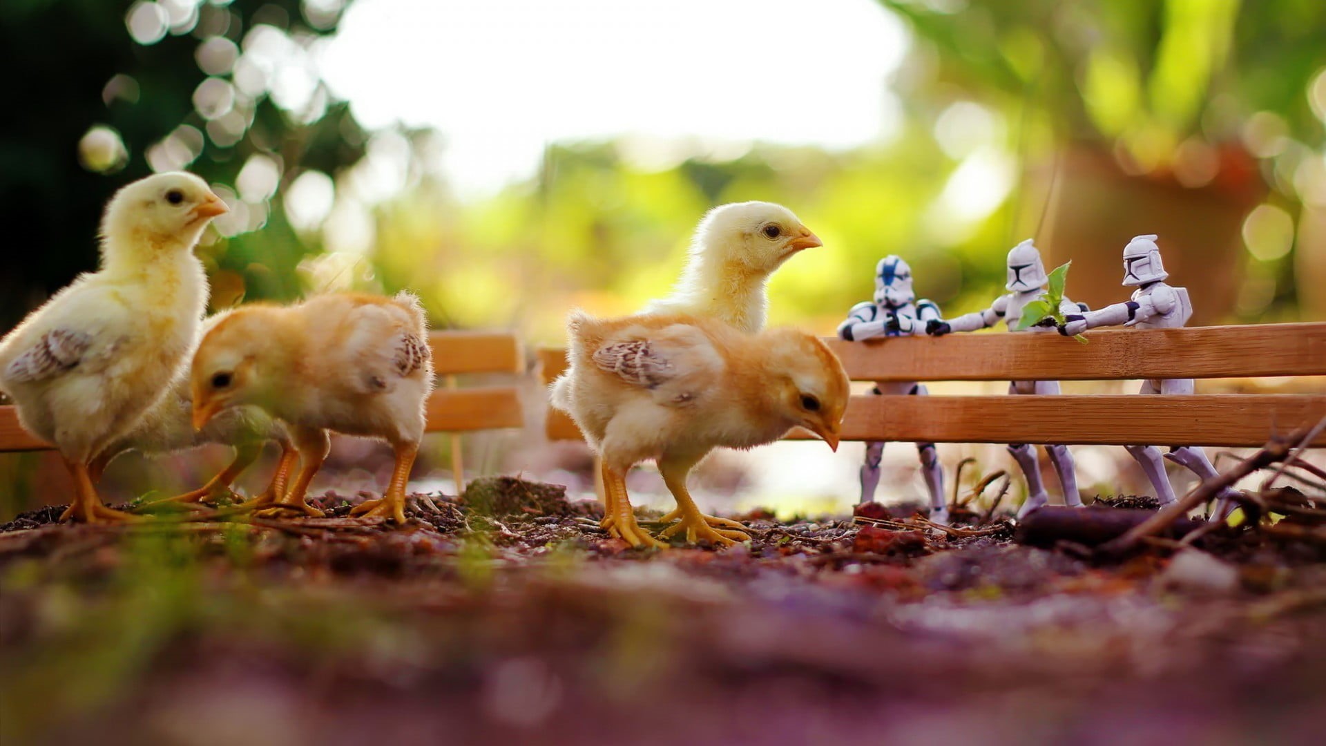 plant, chickens, tree, chicken - Bird, animal themes, farm, small, summer, group of animals, beak, rural Scene, yellow, fence, chicks, wood - Material, HD Wallpaper