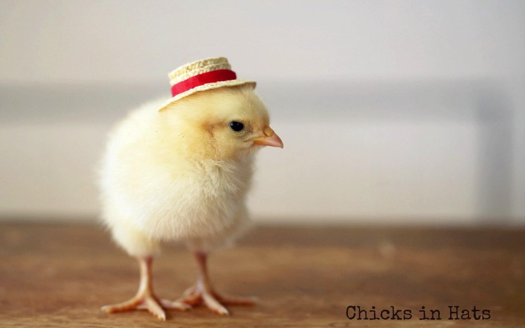 720P, chick, yellow, bird, chicken, HD Wallpaper