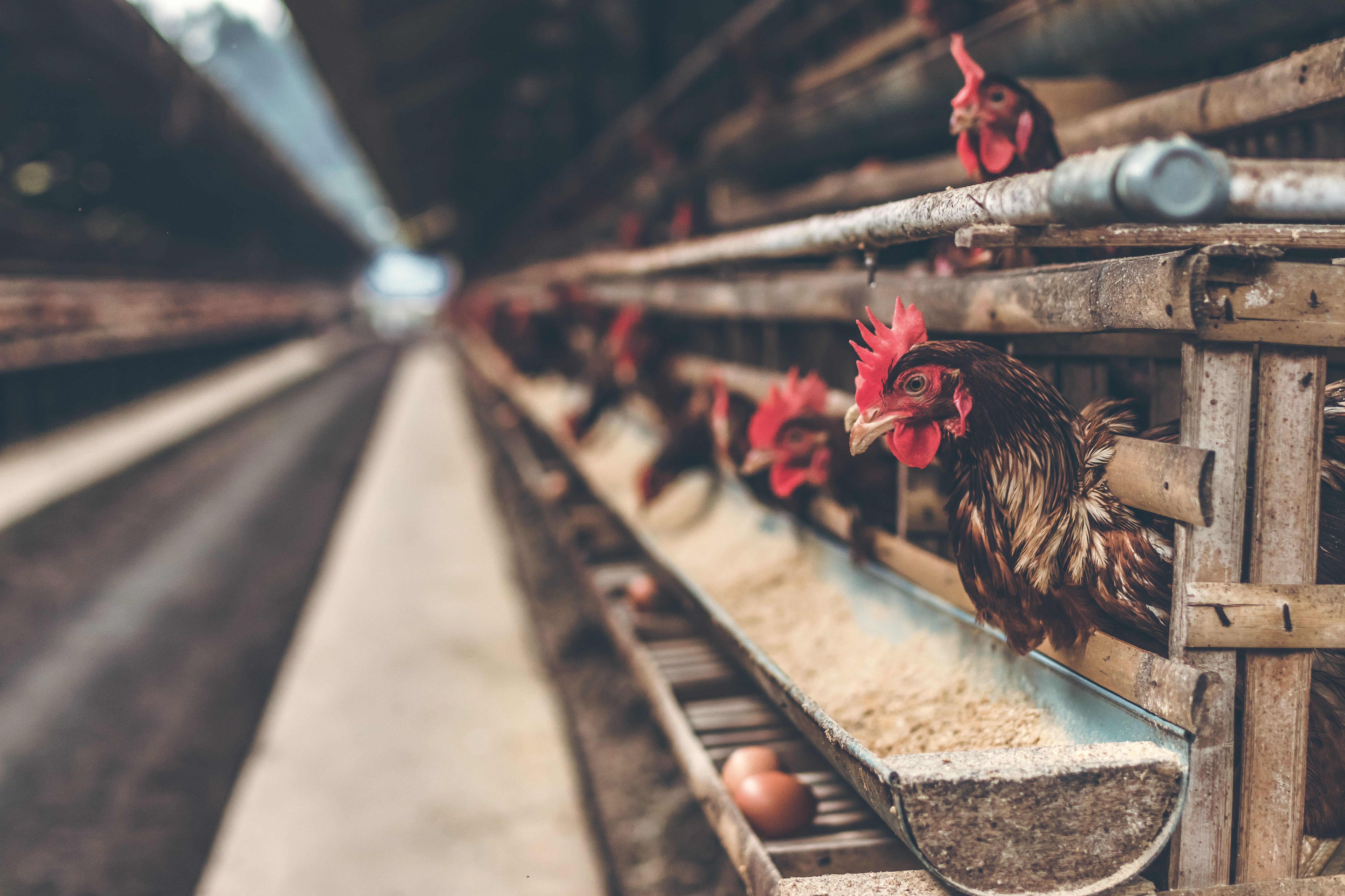 farm raised, egg production, egg, hen, nature, red, beak, 5K, farm, agriculture, animal, chicken, brown egg, animal welfare, feed animal, poultry, livestock, HD Wallpaper