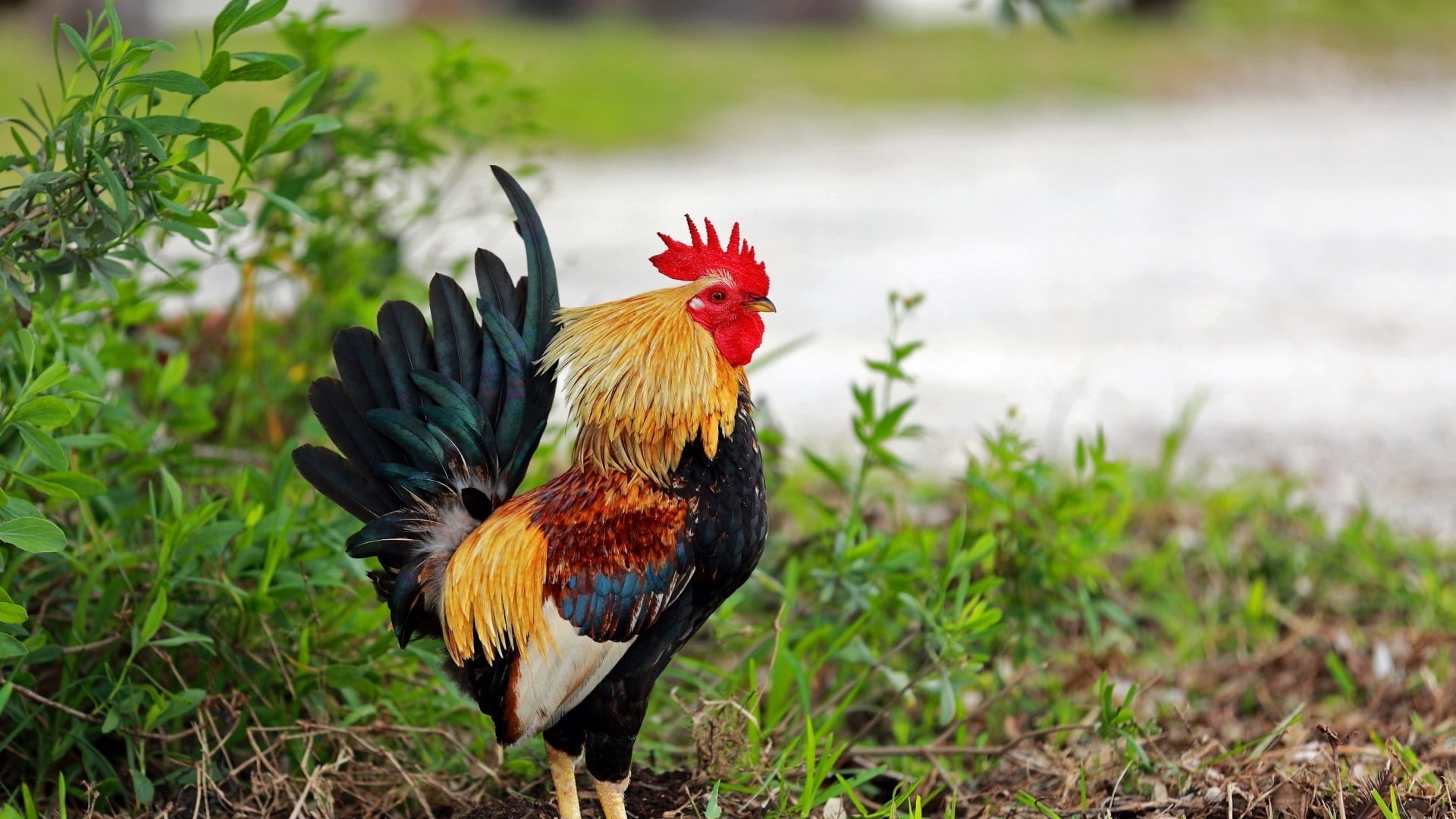 1080P, grass, bird, chicken - bird, roosters, plants, mammal, nature, plant, chicken, outdoors, vertebrate, rooster, domestic, male animal, day, black, HD Wallpaper