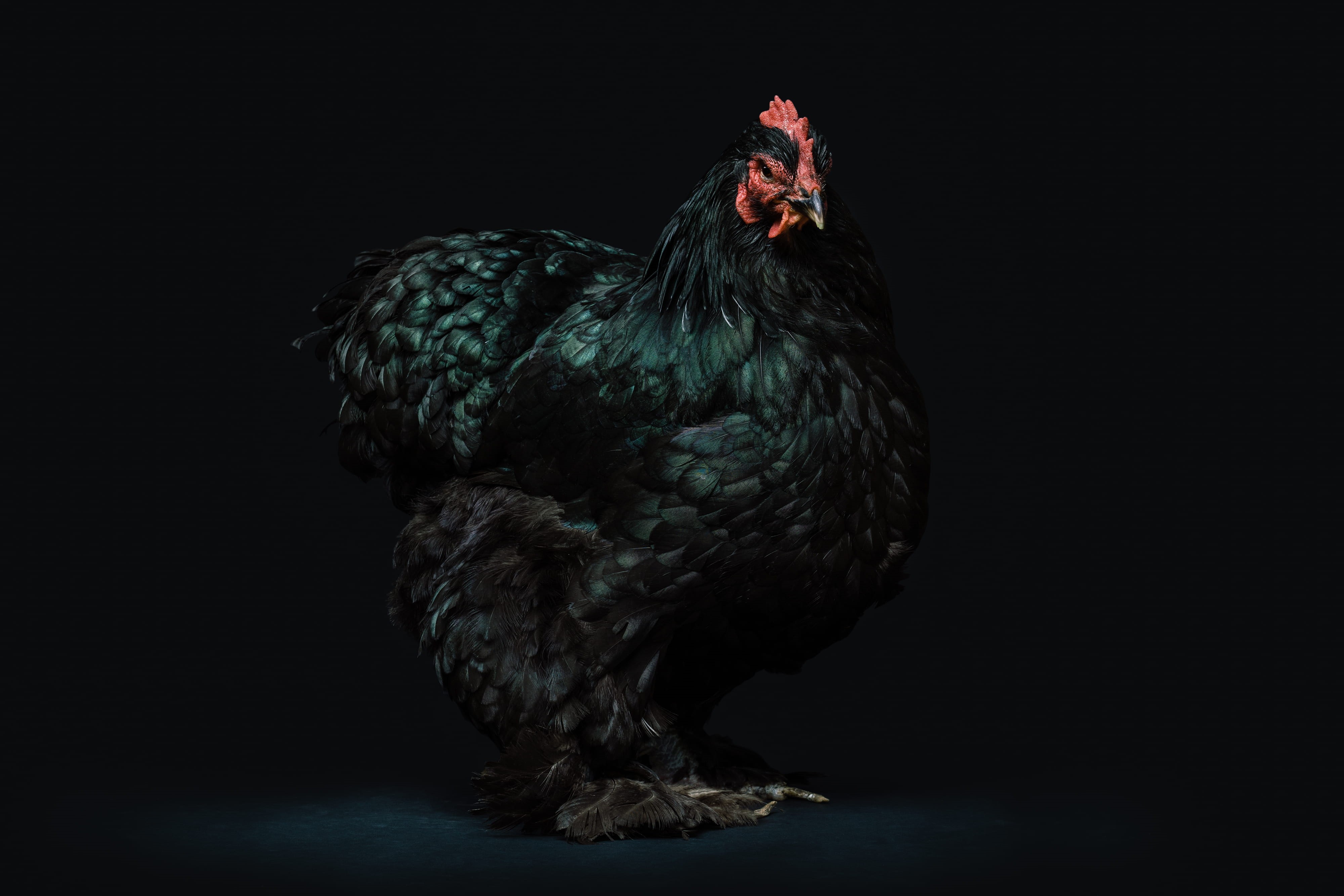 indoors, chicken, one animal, shiny, vertebrate, black, beak, male animal, wattle, dark, animal, mammal, hen, green, 4K, chicken - bird, livestock, feather, HD Wallpaper