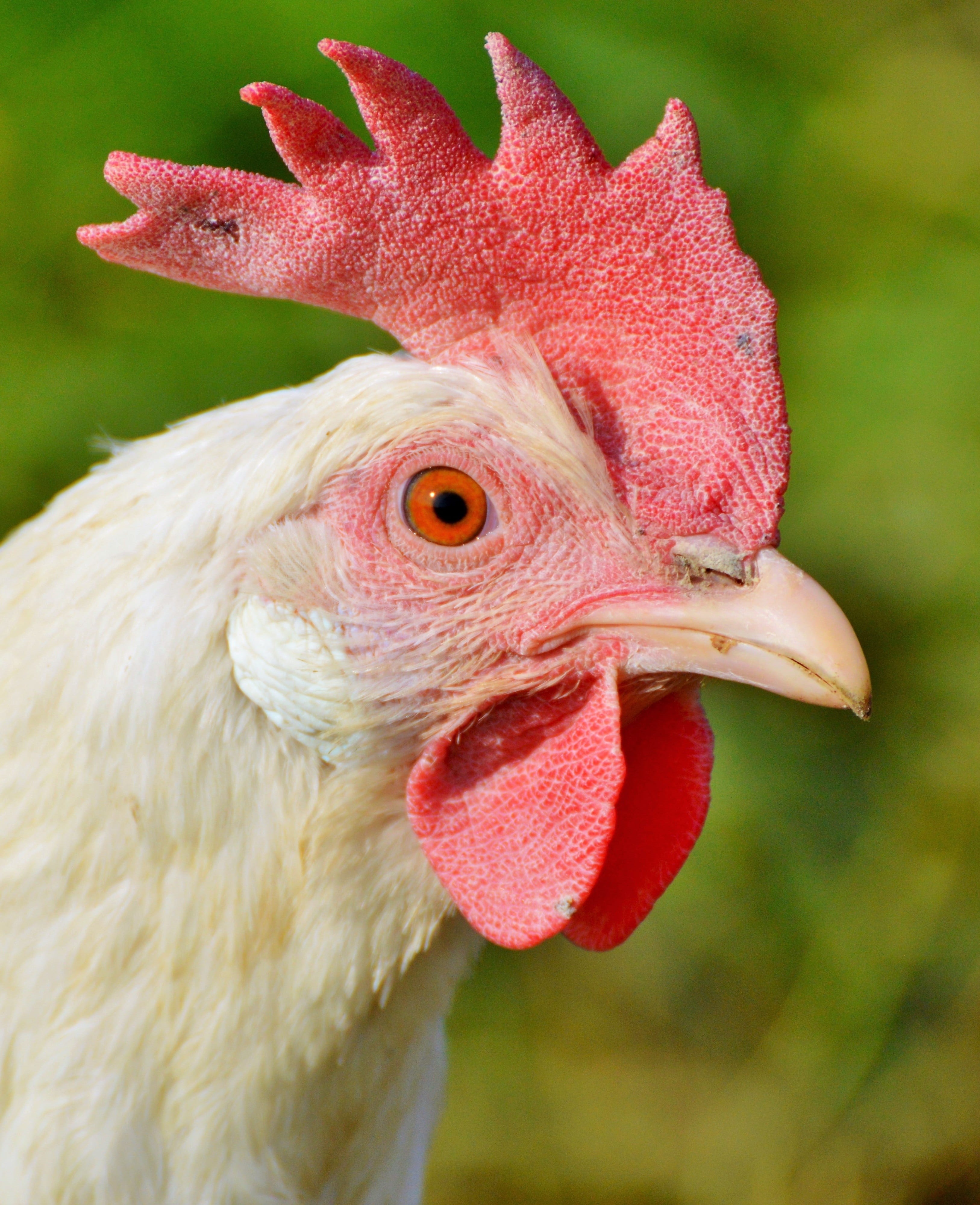 mammal, male animal, livestock, hen, put chicken, range, domestic, egg, focus, nature, outdoors, farm, focus on foreground, poultry, no people, pets, one animal, Phone HD Wallpaper