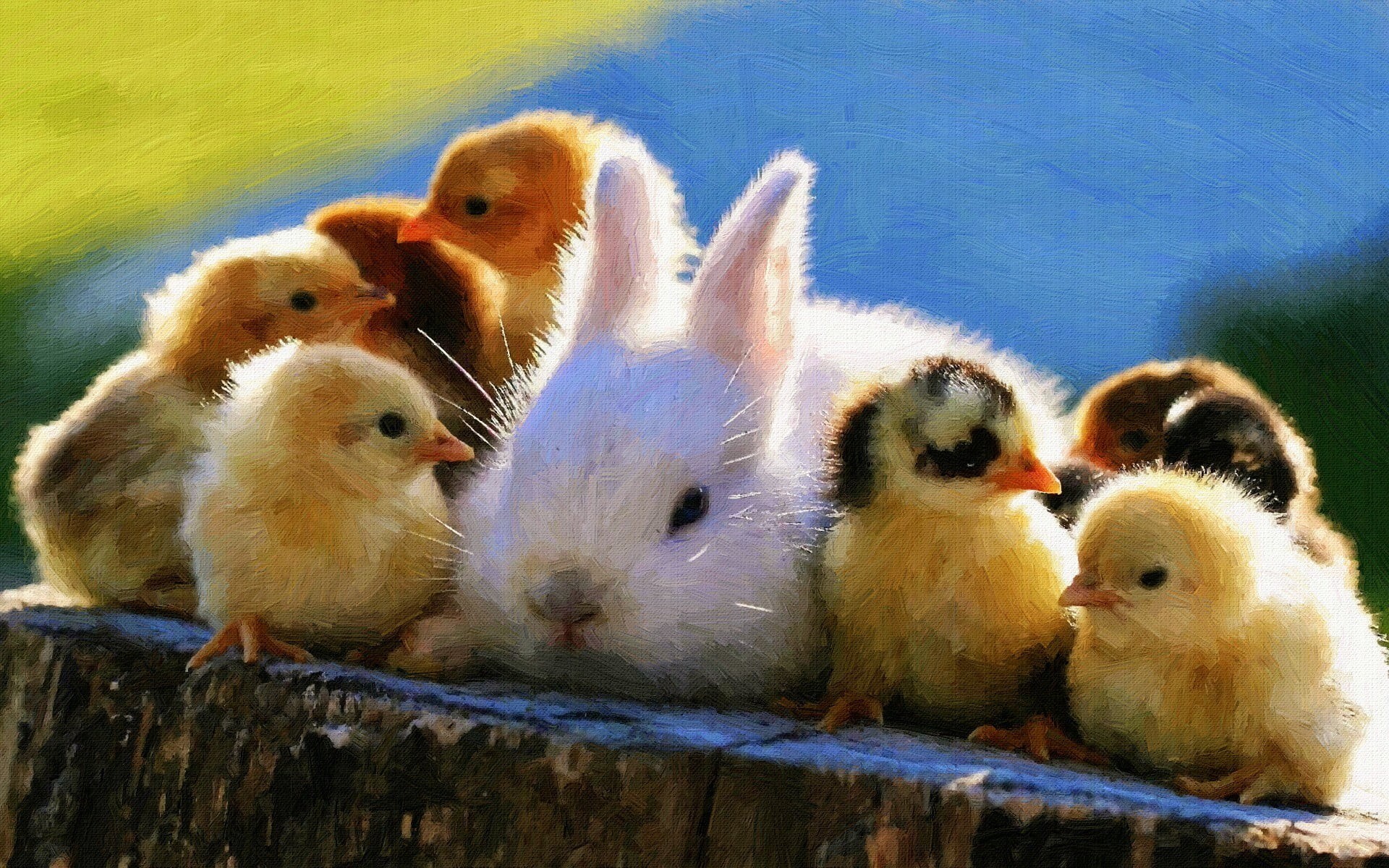 young bird, bird, day, young animal, white, mammal, 1080P, no people, yellow, flock, duckling, nature, animals in the wild, baby animals, animal wildlife, HD Wallpaper