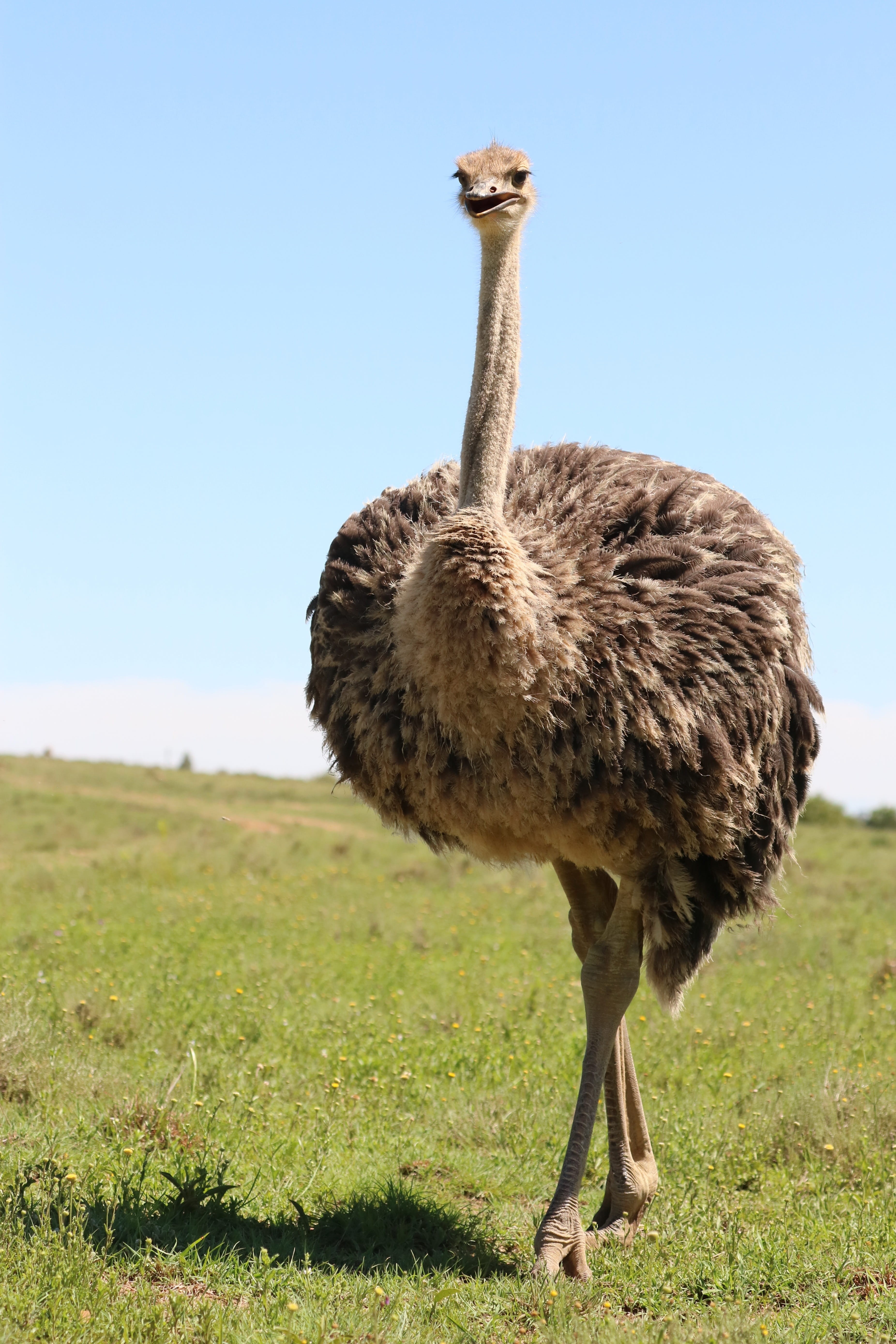 environment, plant, animal, no people, vertebrate, bouquet, sky, south africa, animal themes, bird, animal neck, africa, strauss, animal world, plumage, Phone HD Wallpaper