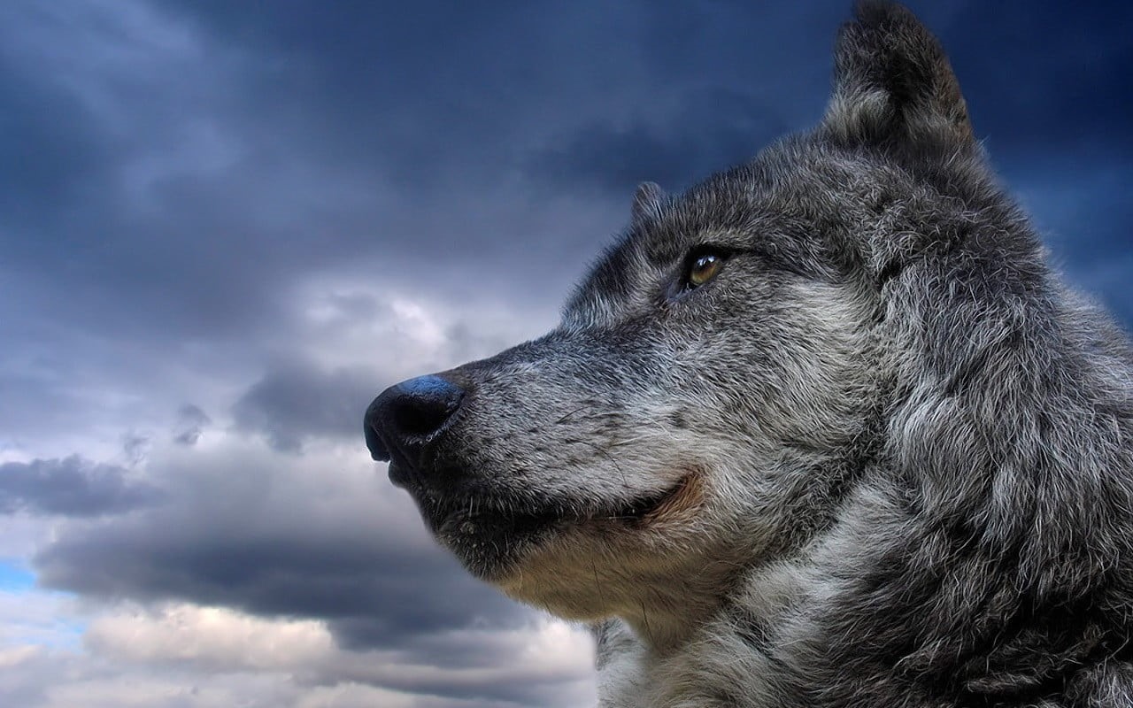 animal mouth, day, animal body part, animal themes, animal head, domestic animals, profile view, looking away, animal, snout, one animal, domestic, canine, HD Wallpaper