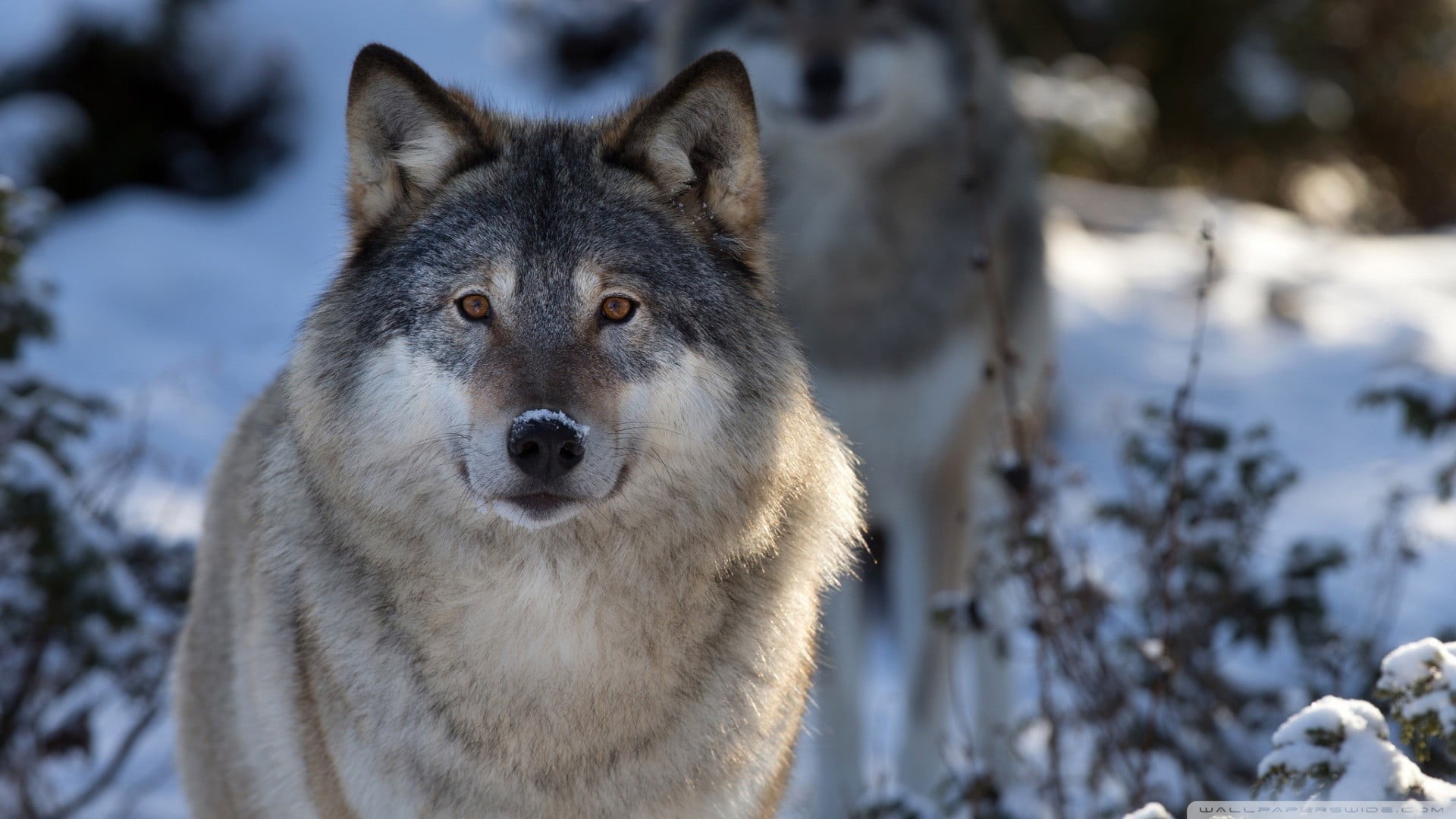 wildlife, day, cold temperature, wolf, mammal, black, animal wildlife, snow, vertebrate, animal head, nature, animal, animals in the wild, outdoors, animals, HD Wallpaper