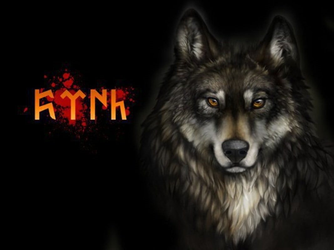 looking at camera, portrait, dog, animal body part, fear, communication, 480P, studio shot, emotion, aggression, wolf, illustration, night, animal wildlife, HD Wallpaper