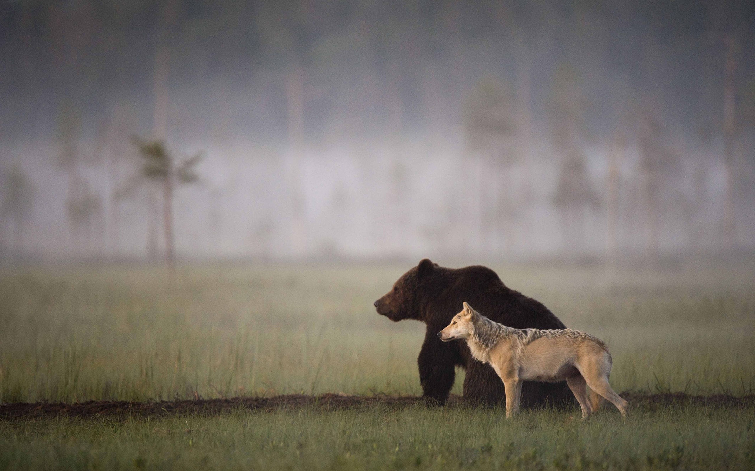 hd, bear, wolf, 2K, animals, HD Wallpaper