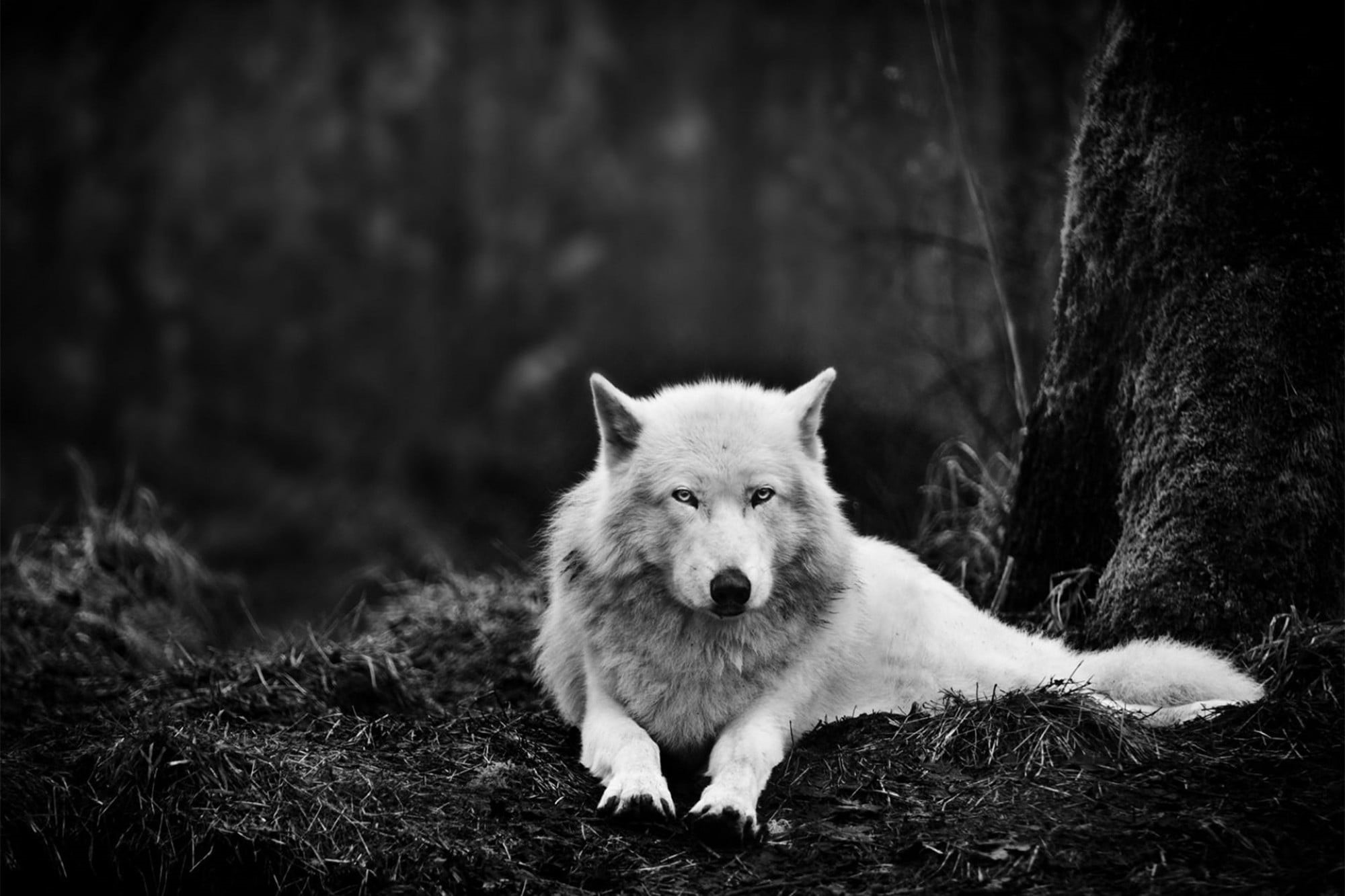 canine, portrait, lying, vertebrate, land, pets, no people, wolf, mammal, outdoors, animal, animal wildlife, 1080P, domestic, one animal, animal themes, HD Wallpaper