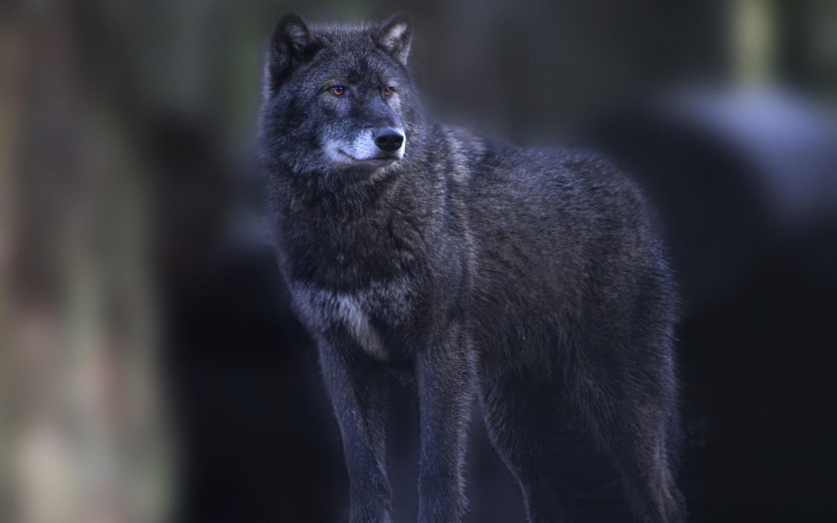 outdoors, black, animals, day, black color, no people, portrait, wolf, animal wildlife, vertebrate, looking at camera, standing, 720P, wilderness, land, HD Wallpaper