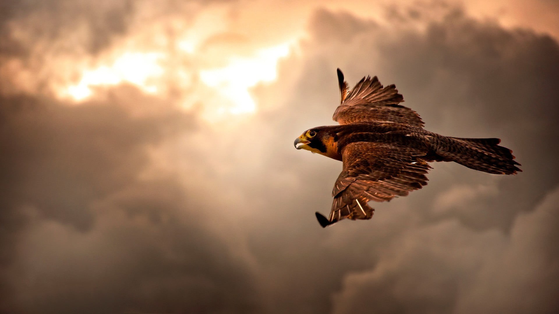 beauty in nature, eagle - bird, mid-air, birds, no people, vertebrate, eagle, animal, sky, animals, nature, one animal, animal wildlife, bird, falcon, flying, HD Wallpaper