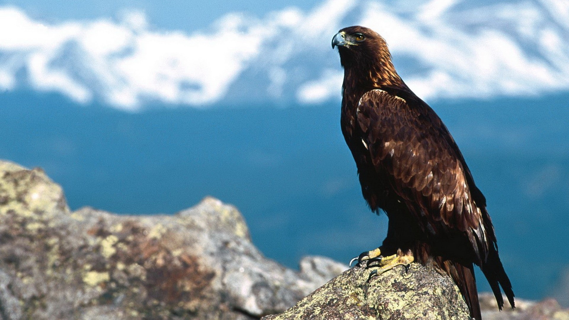 mountains, animal, one animal, perching, outdoors, animals, animal themes, eagle - bird, vertebrate, rock, animal wildlife, rock - object, day, 1080P, HD Wallpaper