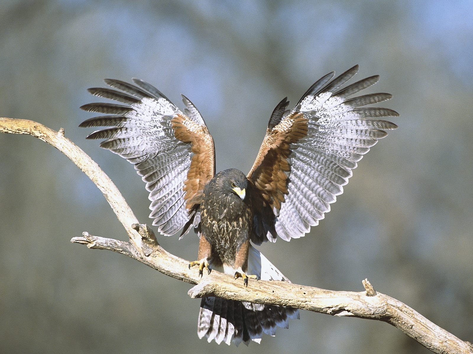 wings, hawks, 720P, birds, animals, nature, HD Wallpaper