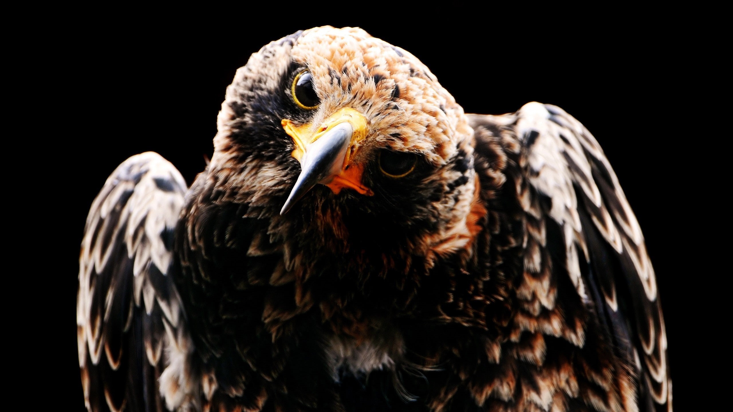 looking, bird, no people, feather, beak, focus on foreground, outdoors, studio shot, animal body part, vertebrate, 2K, animal head, one animal, birds, HD Wallpaper