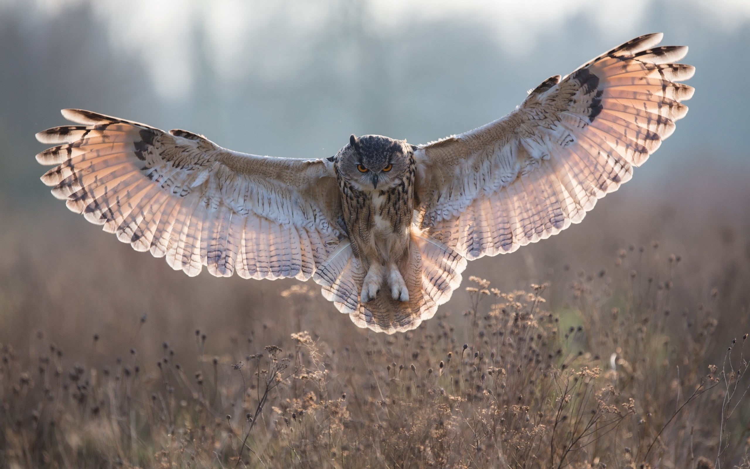 grass, focus on foreground, one animal, no people, brown, feather, summer, animal wildlife, wings, owl, bird of Prey, animal, hawk - Bird, animals In The Wild, HD Wallpaper