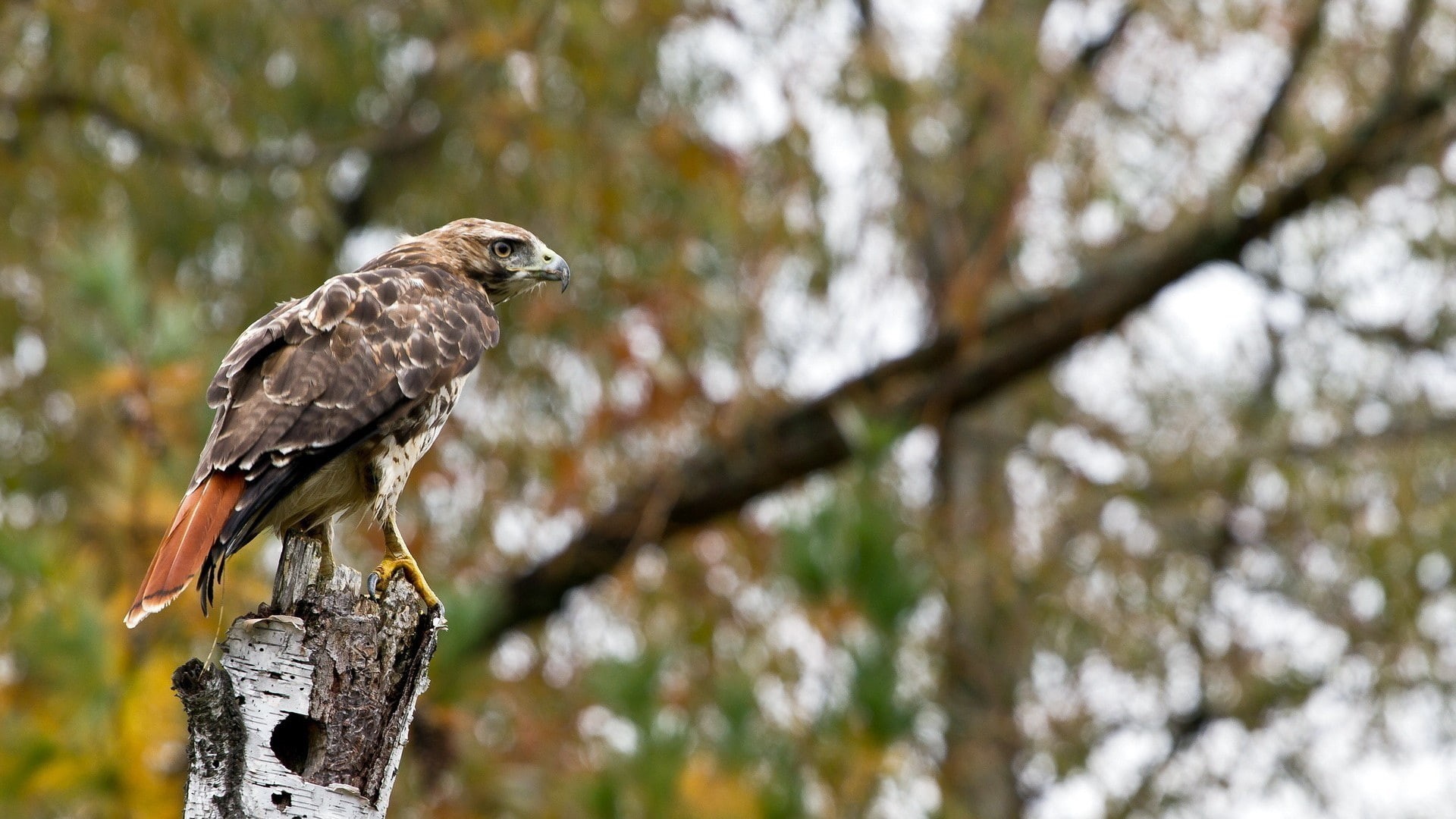 day, animals in the wild, wood - material, low angle view, one animal, vertebrate, 1080P, nature, branch, outdoors, tree, animal, perching, hawks, bird, HD Wallpaper