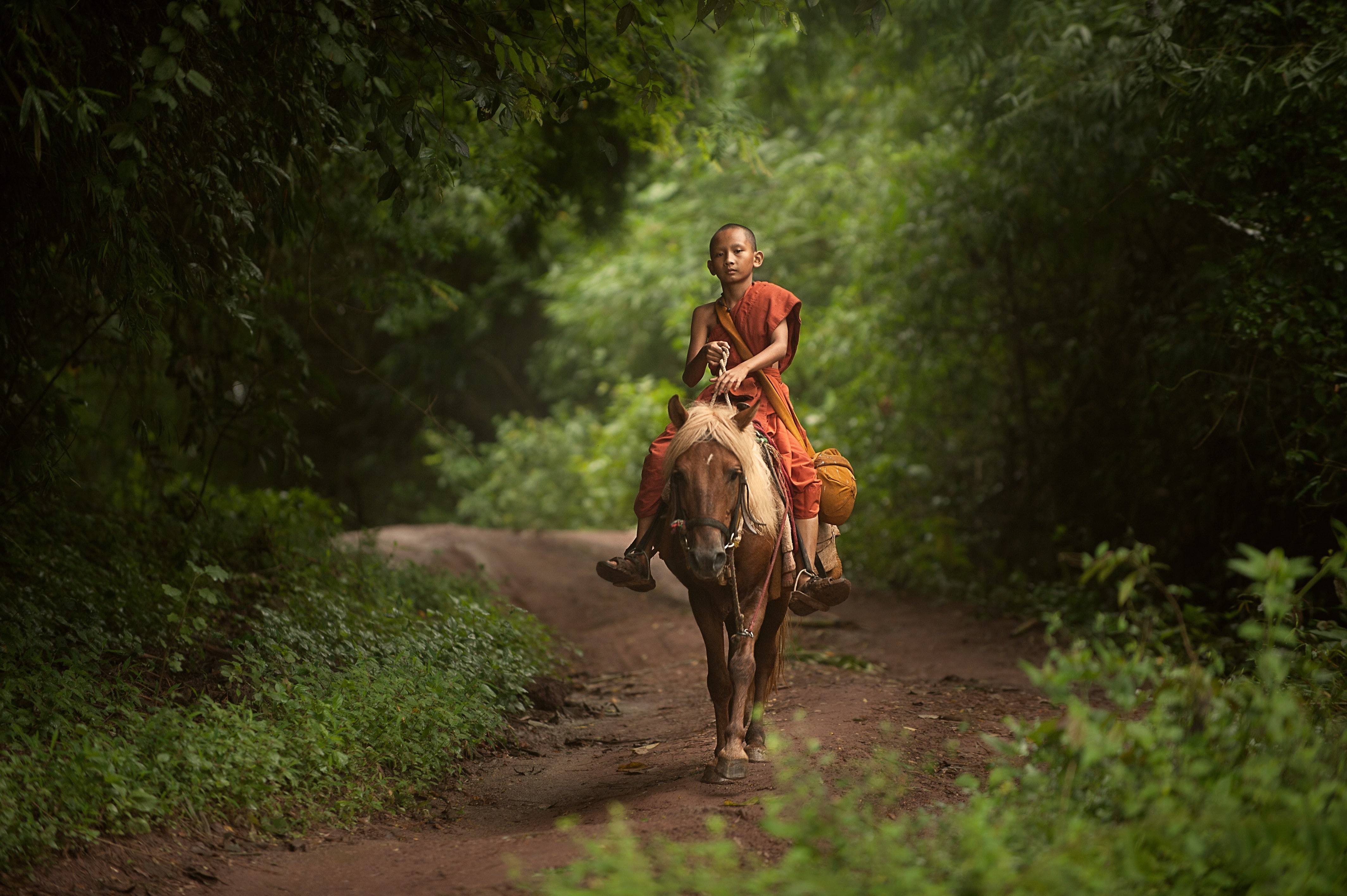 pets, path, plant, livestock, domestic, road, 4K, domestic animals, horse, ride, horse riding, people, vertebrate, riding, full length, animal wildlife, HD Wallpaper