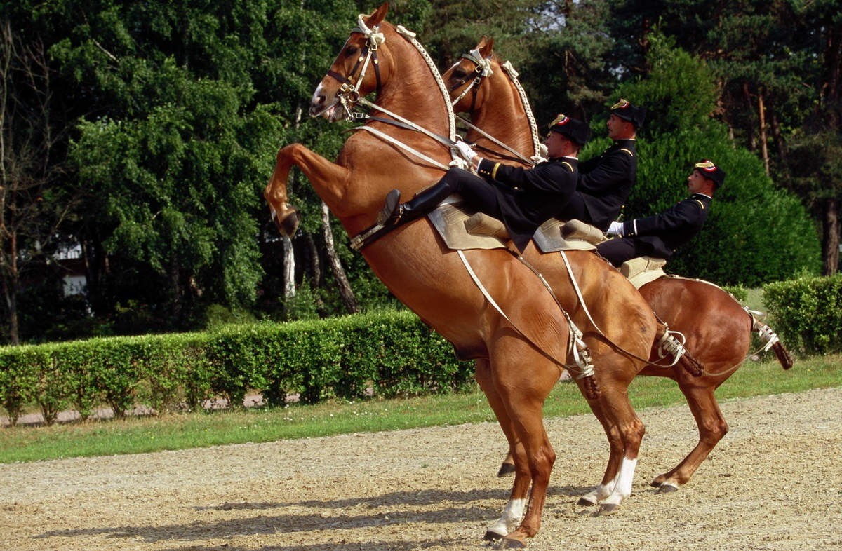 land, animal themes, working animal, domestic, Equitation, animal wildlife, domestic animals, horse riding, group of animals, animal, activity, riding, HD Wallpaper