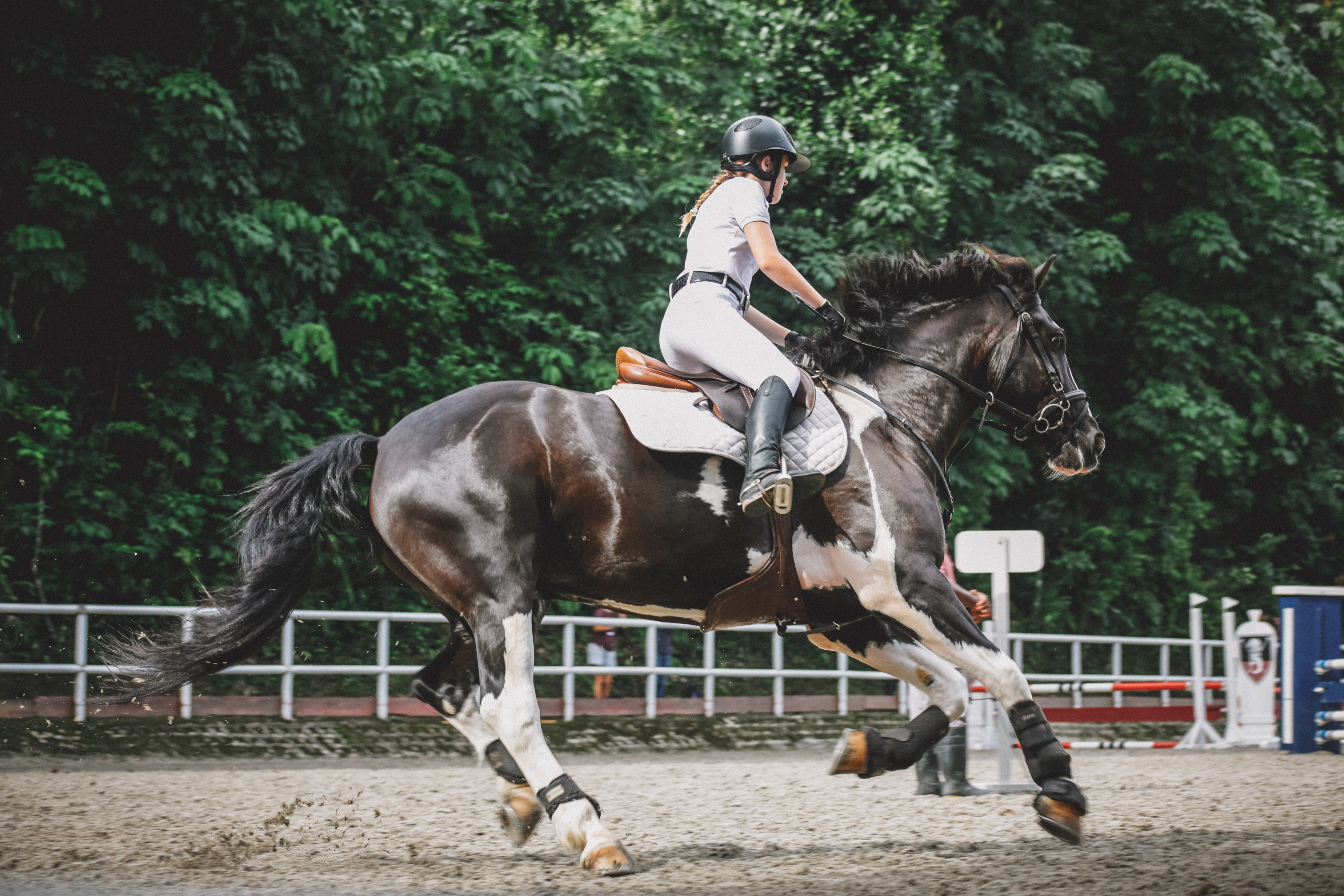 ride, horse, activity, outdoors, tree, vertebrate, gallop, sport, real people, 5K, livestock, domestic animals, plant, domestic, jockey, animal wildlife, HD Wallpaper