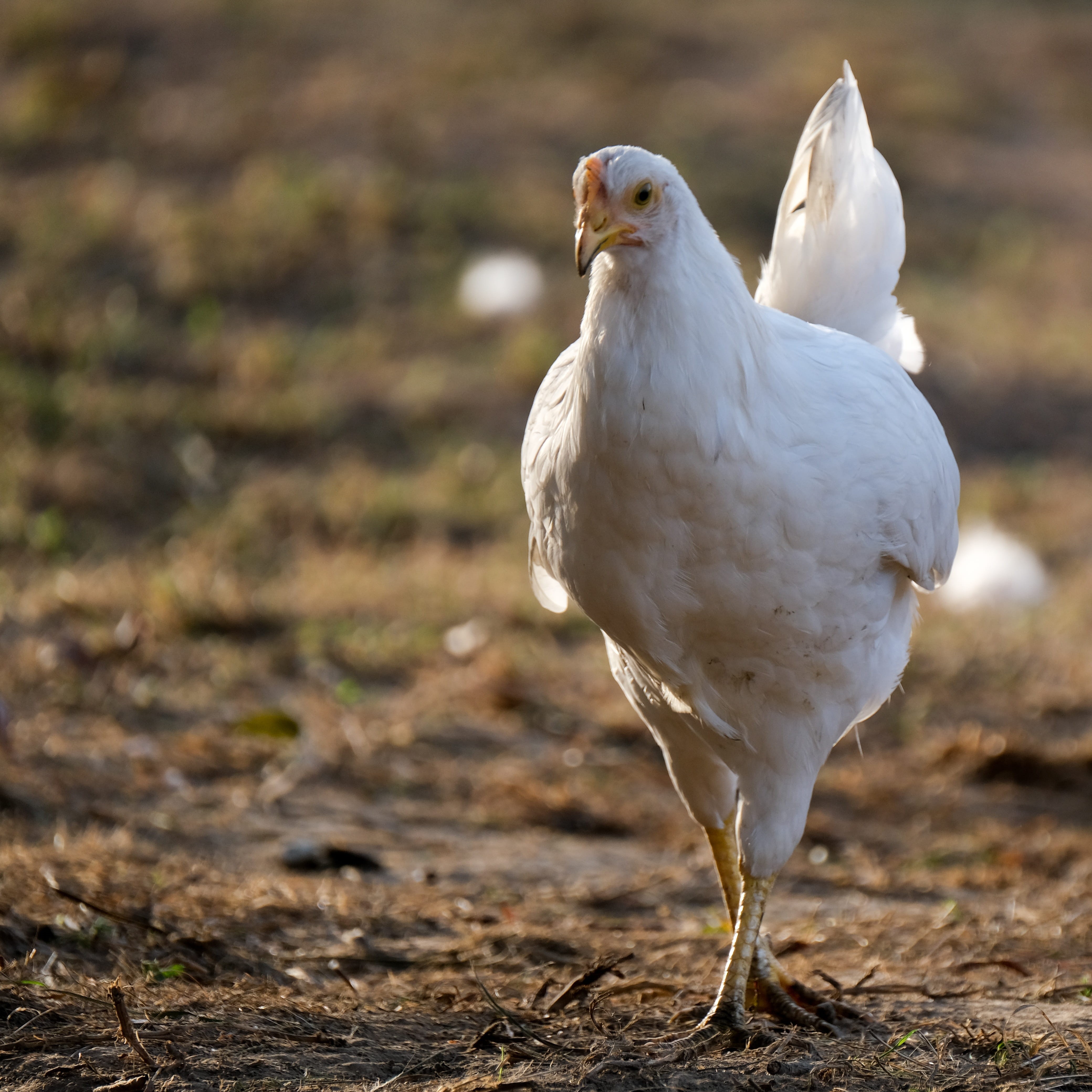 bird, white, nature, farm, zoology, field, looking away, focus on foreground, bird of prey, animal themes, day, animal wildlife, white color, hen, poultry, Phone HD Wallpaper