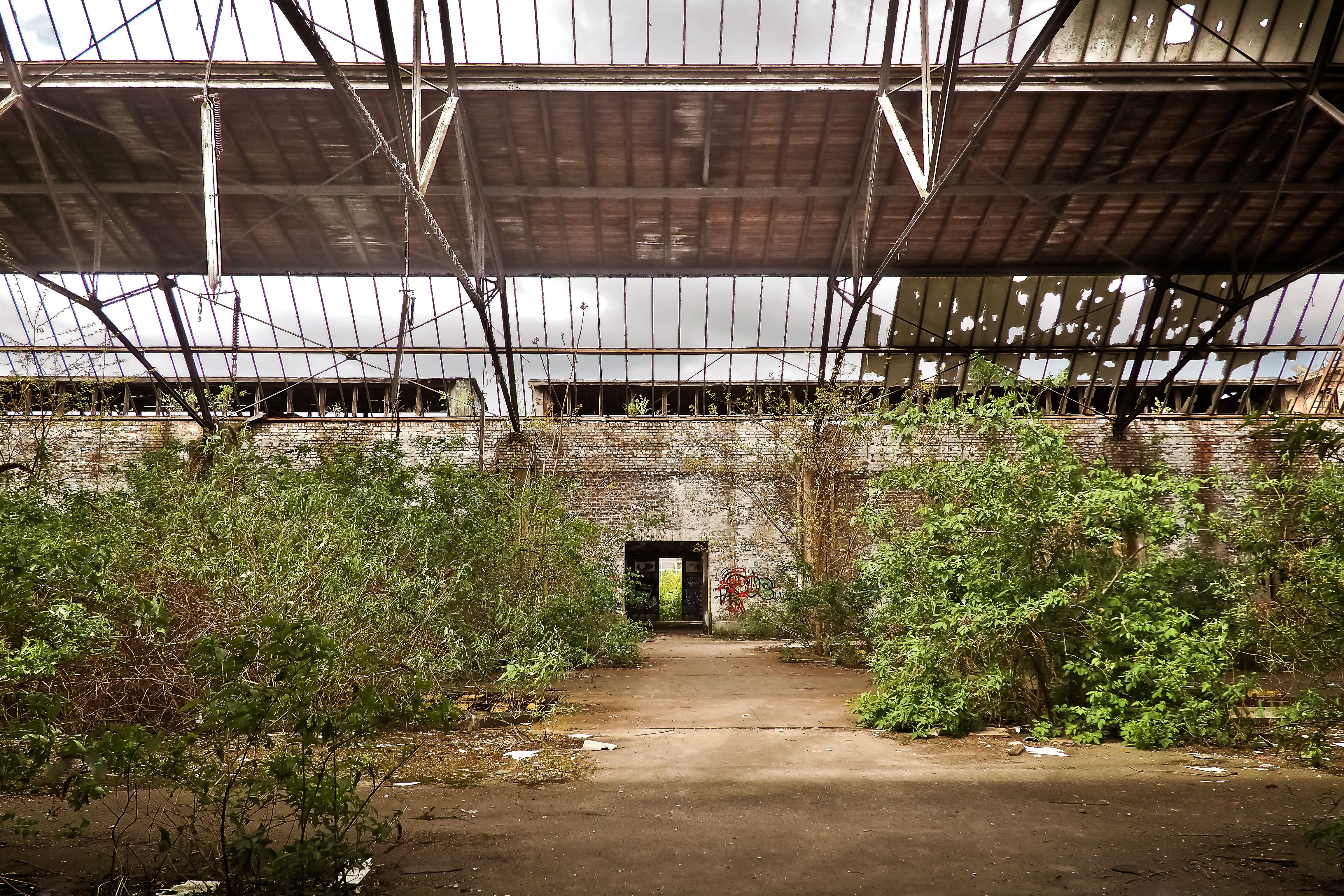 factory building, run down, growth, graffiti, break up, track climb, leave, old factory hall, broken, fouling, 4K, tree, ailing, old building, stainless, HD Wallpaper
