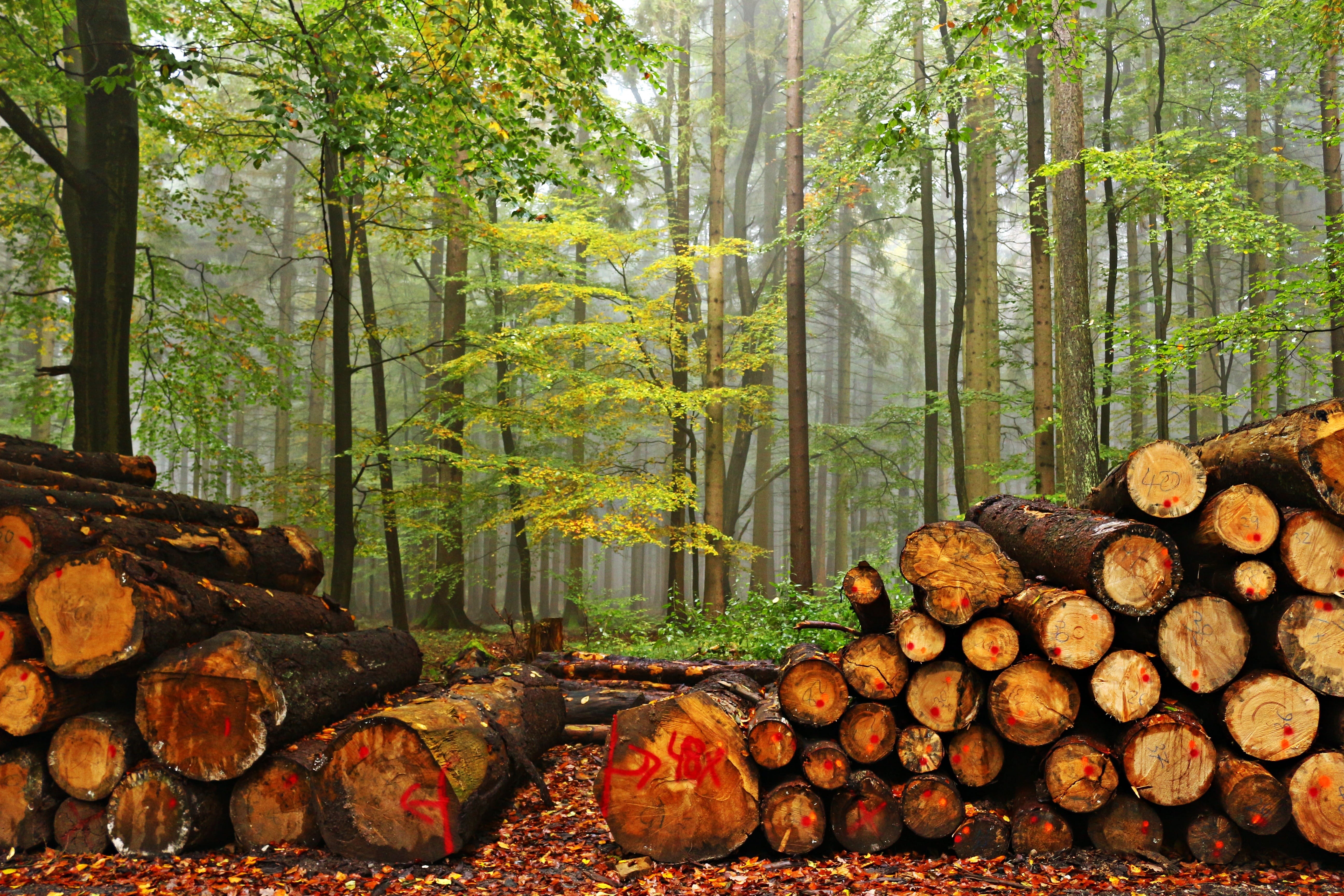 land, trees, plant, log, large group of objects, autumn felling, woodpile, 5K, abundance, cutting, day, firewood, deforestation, woodland, outdoors, timber, HD Wallpaper