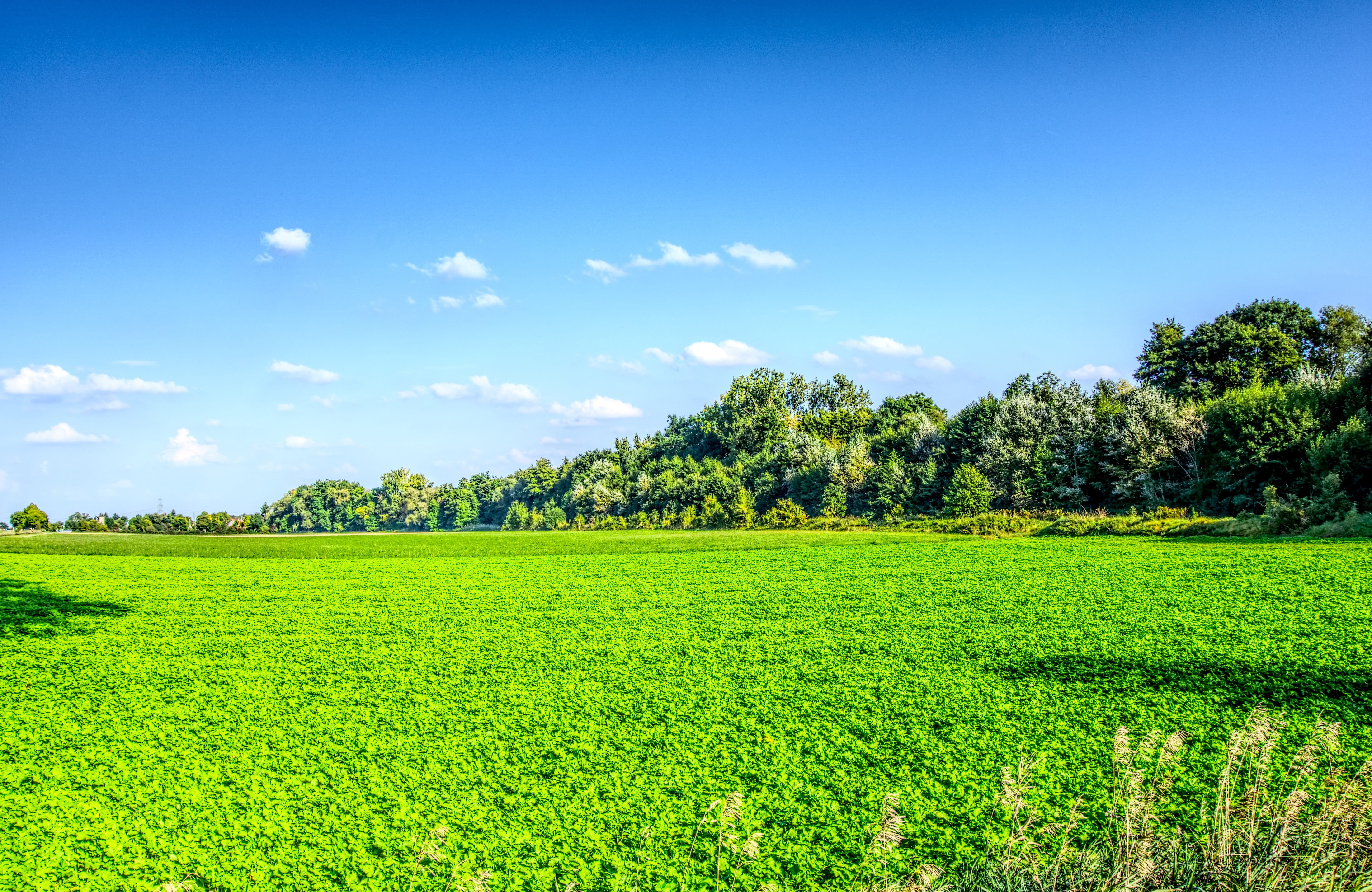 plant, day, plantation, field, trees, rural scene, tranquil scene, growth, scenics - nature, meadow, blue, outdoors, tranquility, green, agriculture, cloud - sky, HD Wallpaper