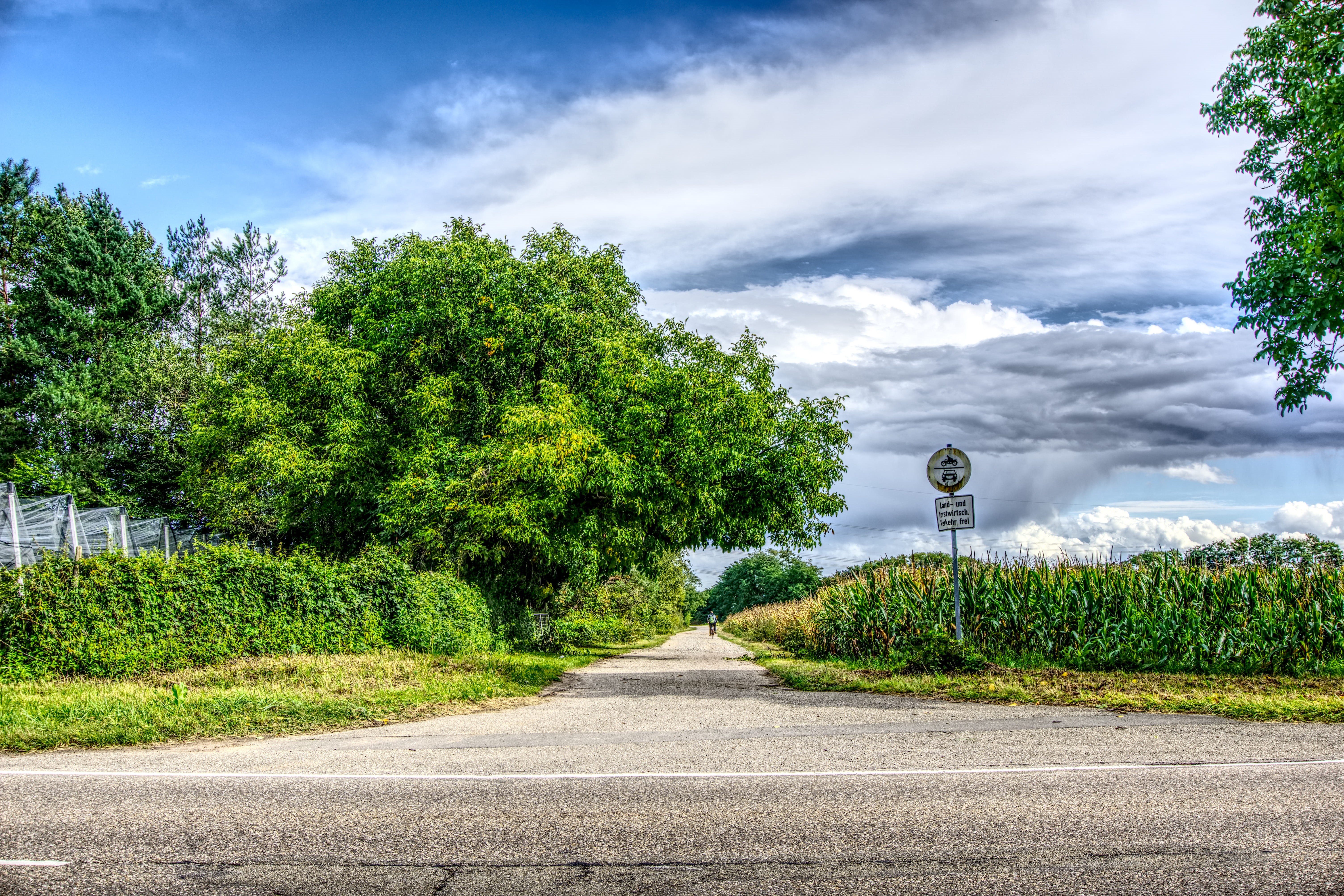 5K, agriculture, sky, road, transportation, bike, forest, contrast, shield, cycle path, street, direction, asphalt, drama, no people, nature, roadway, HD Wallpaper