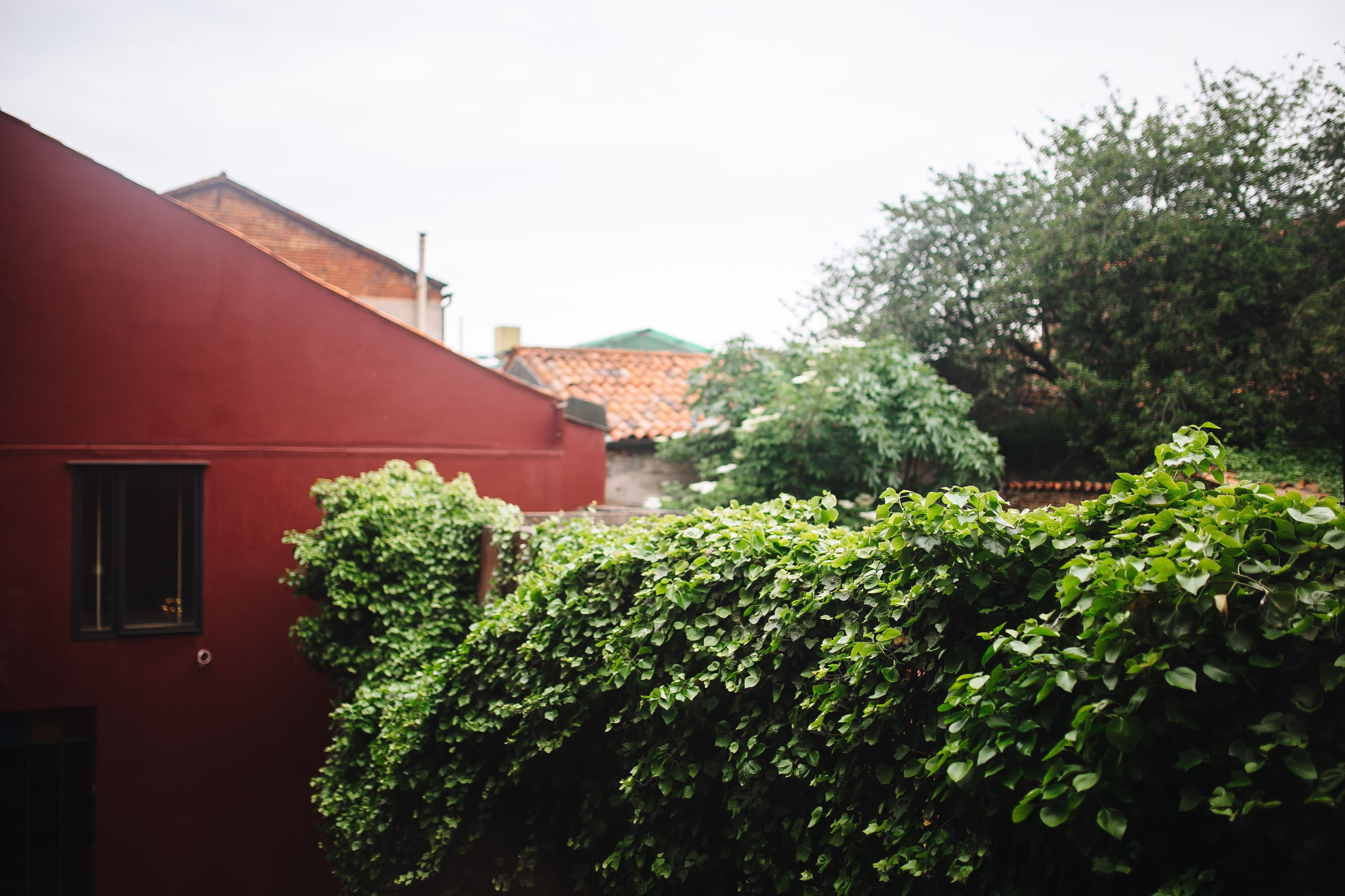 roof, buildings, venezia, leaf, Europe, outdoors, tree, old, houses, canal, plant, agriculture, Island, architecture, sky, travel, vacations, residential district, HD Wallpaper