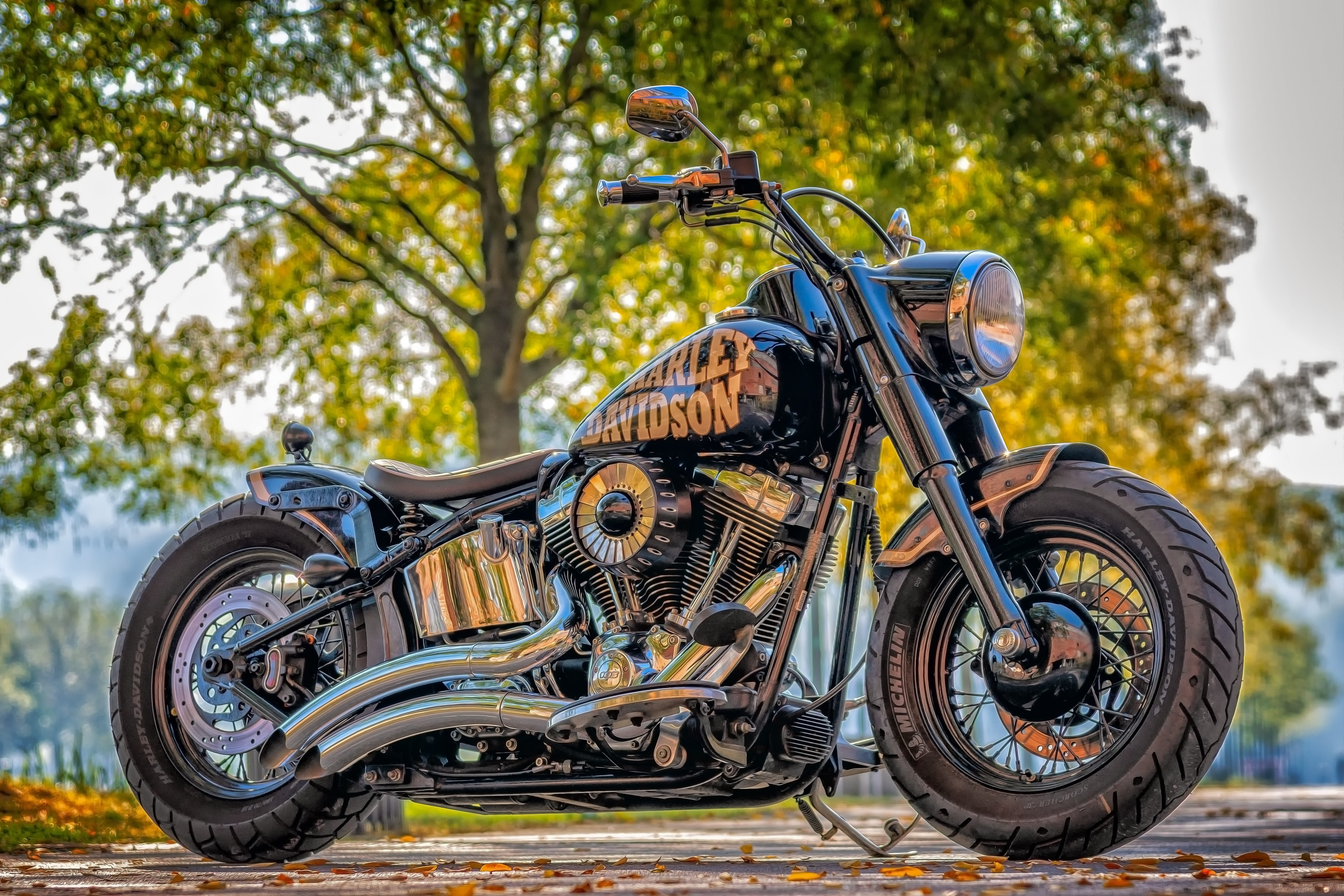 nature, dynamics, harley davidson, stationary, plant, polished, retro styled, land vehicle, vehicle, city, day, bicycle, usa, dom, shiny, focus on foreground, HD Wallpaper