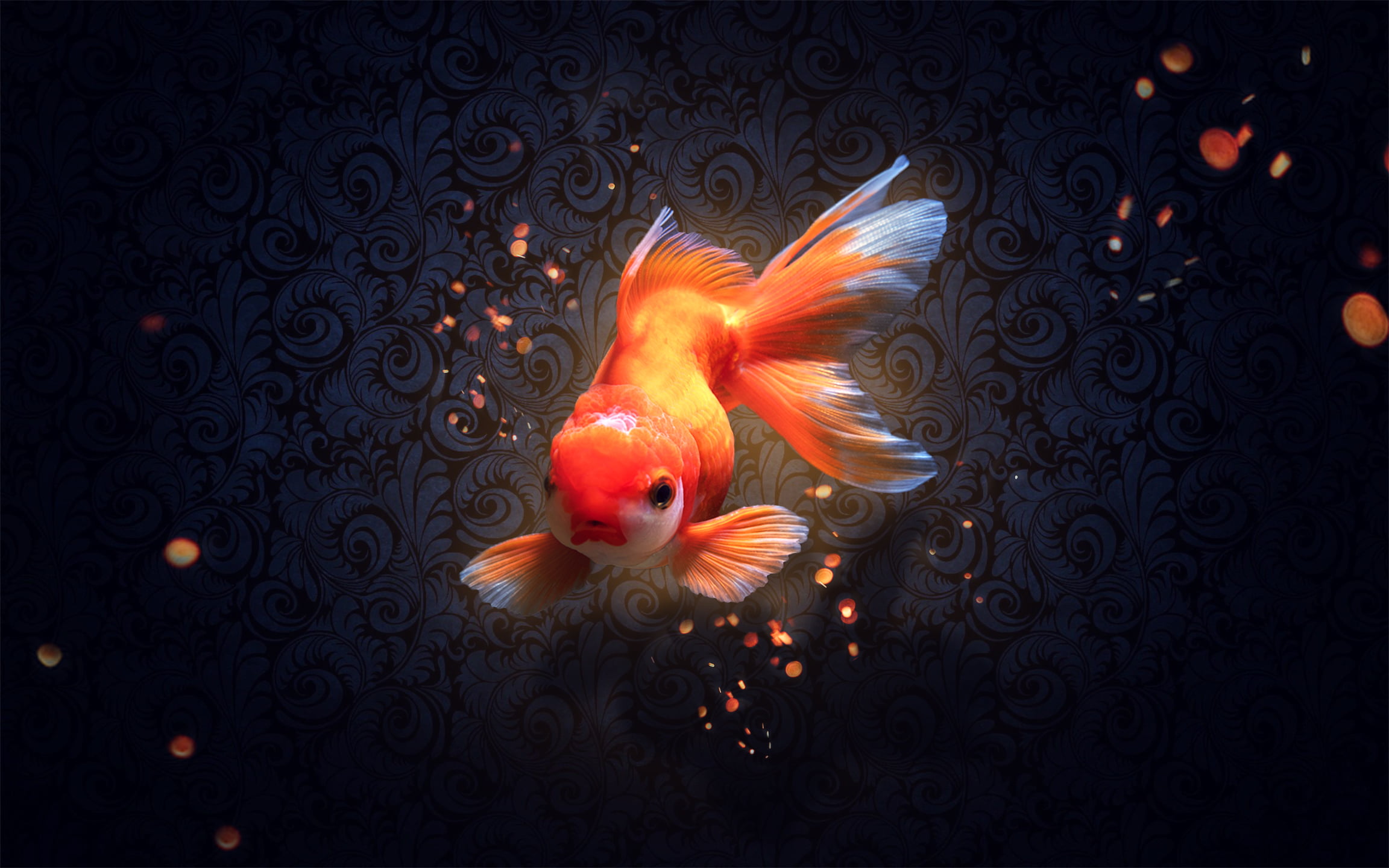 frame, 1080P, goldfish, HD Wallpaper