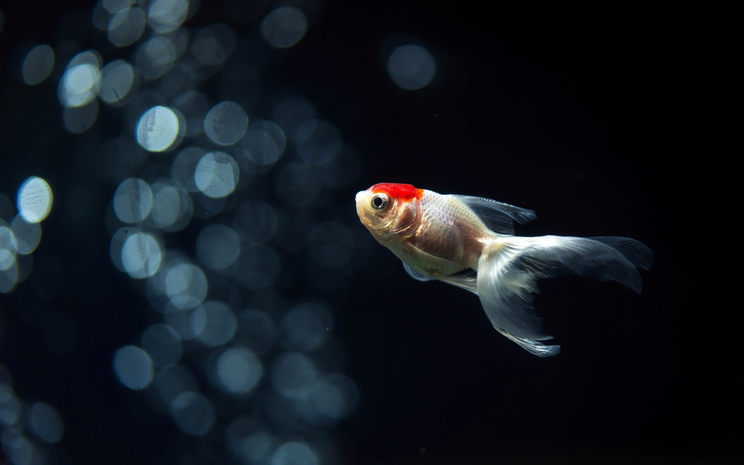 bokeh, animals, 2K, goldfish, fish, HD Wallpaper