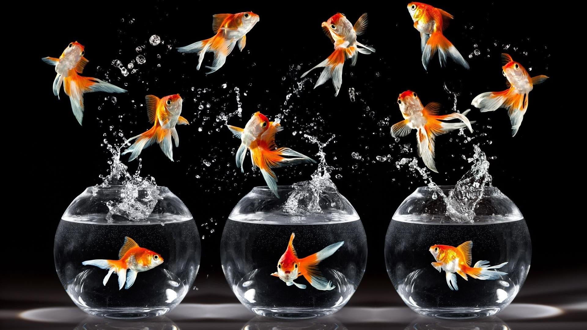 fish, funny, drops, vertebrate, splash, swimming, water, digital art, group of animals, pets, nature, animal themes, bony fish, black background, no people, HD Wallpaper