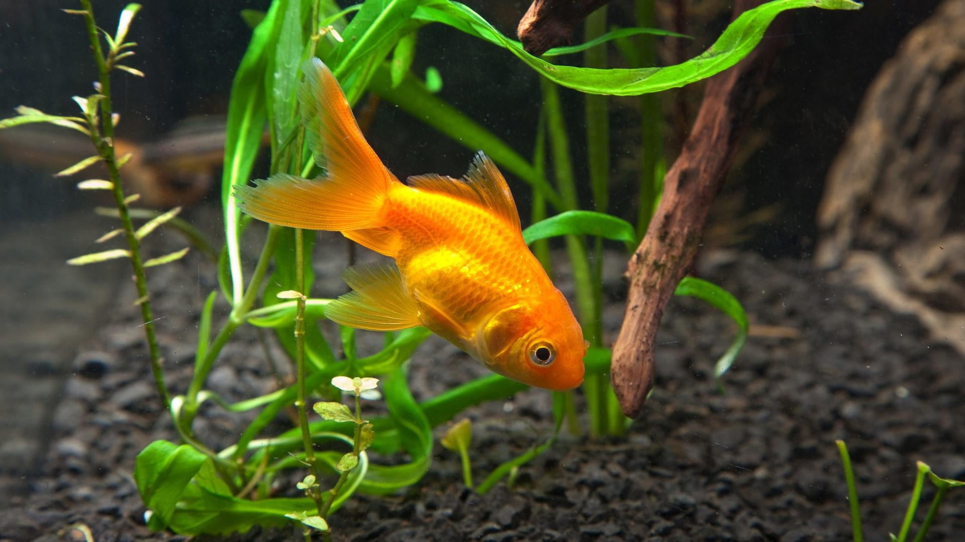 plant, sea, one animal, glass - material, no people, goldfish, animals in the wild, orange color, nature, animal themes, animal wildlife, pets, water, swimming, HD Wallpaper