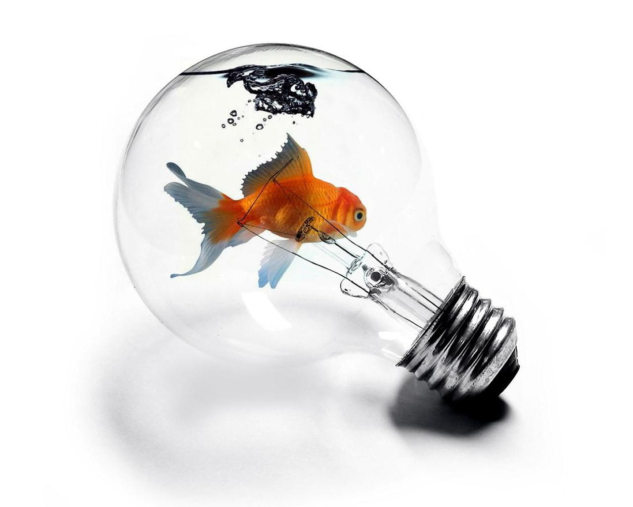 goldfish, 720P, light bulb, HD Wallpaper