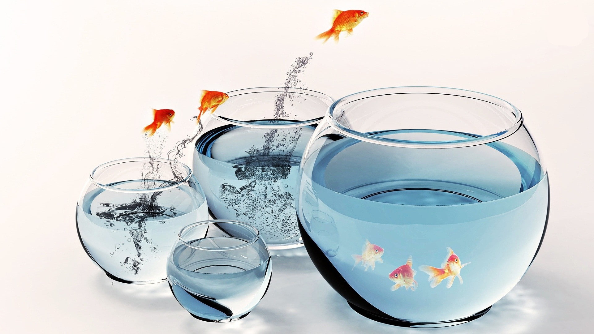 goldfish, close-up, vertebrate, aquarium, animal, white background, group of animals, household equipment, animal themes, group of objects, fish, swimming, HD Wallpaper