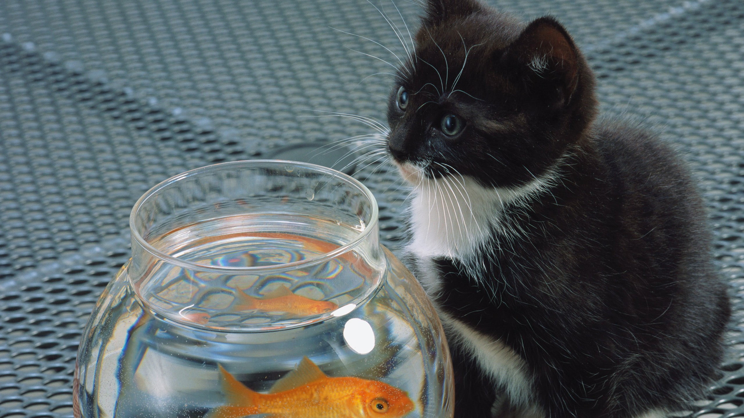 glass, animal themes, mammal, fishbowls, one animal, domestic animals, vertebrate, tuxedo, container, drinking, animals, high angle view, 2K, domestic, HD Wallpaper