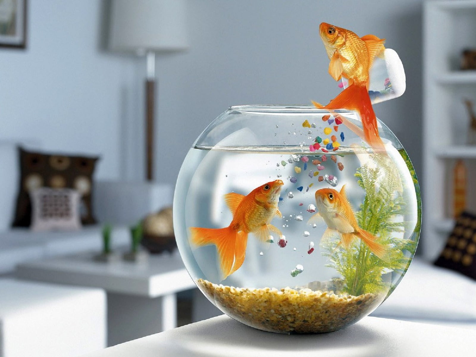 animal, swimming, Funny, fish, domestic animals, no people, 720P, domestic, common, indoors, transparent, fishbowl, nature, gold, three, one animal, goldfish, HD Wallpaper