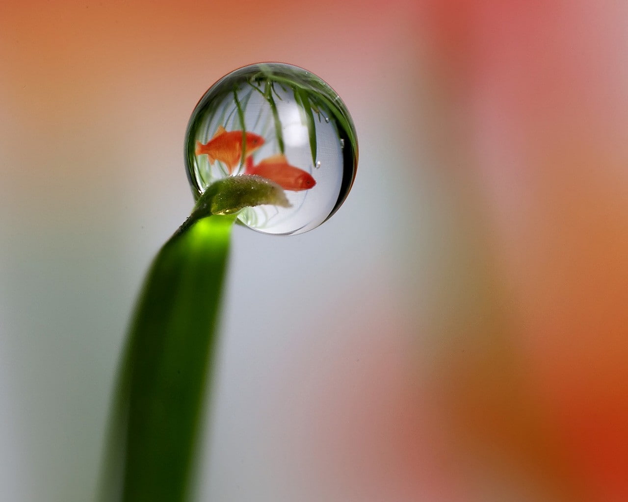 freshness, plant stem, nature, plant part, animals, 720P, dew, focus on foreground, no people, selective focus, growth, flower, vulnerability, flowering plant, HD Wallpaper