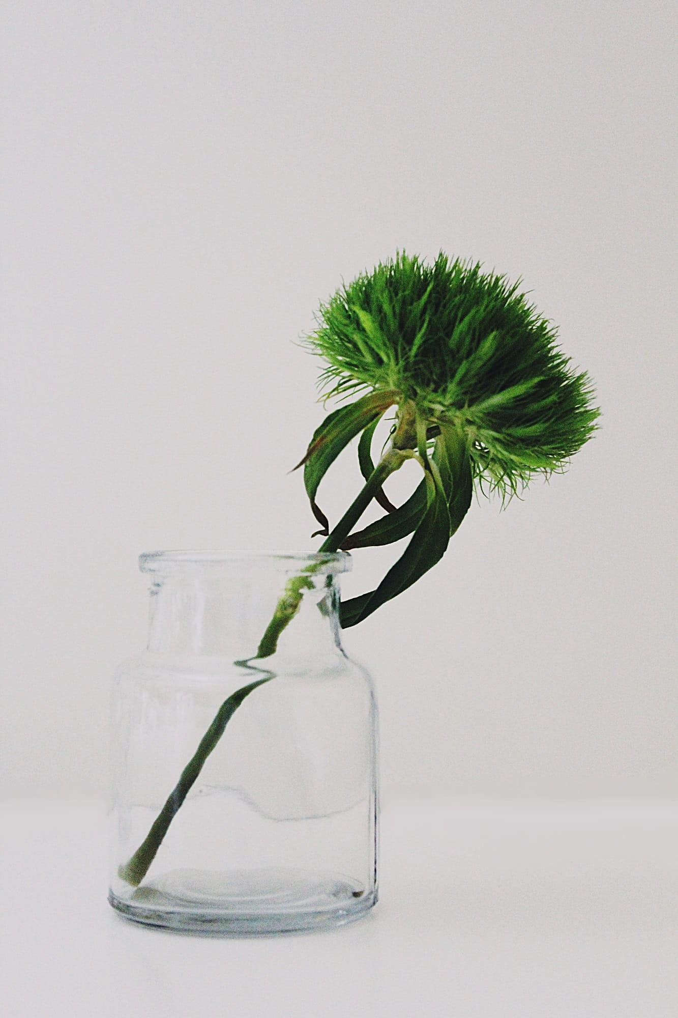 no People, growth, white, packaging, plant, houseware, cap, white background, freshness, green Color, vase, deco, bottle, lid, still life, container, decoration, Phone HD Wallpaper