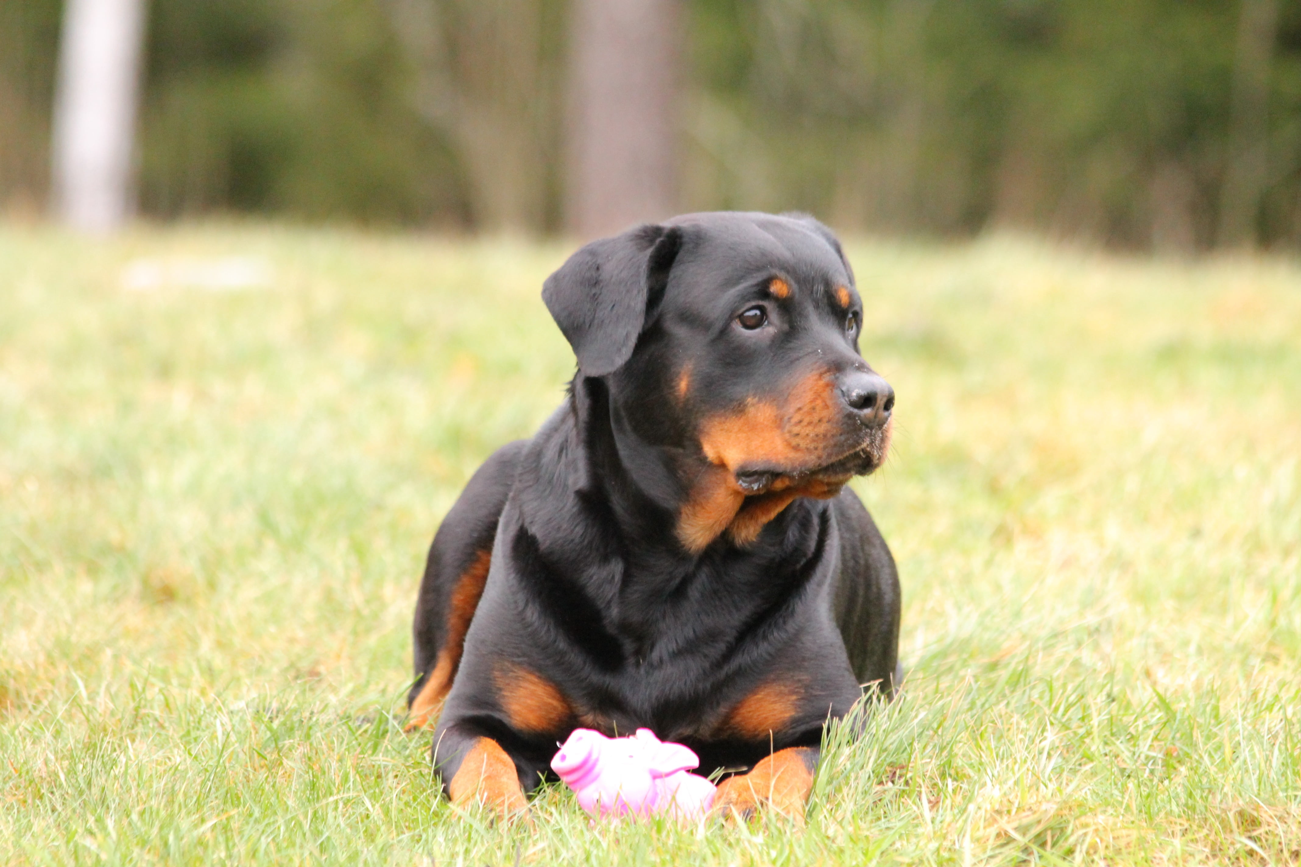 one animal, canine, domestic animals, looking, sitting, cute, black color, lying, adult, outdoors, nature, animal, plant, purebred Dog, pets, portrait, HD Wallpaper