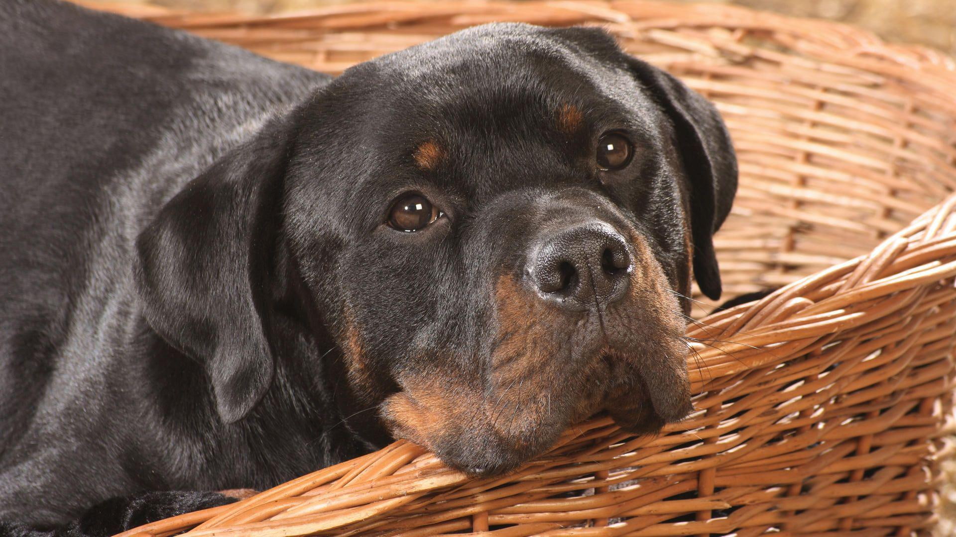 rottweiler, 1920x1080, 1080P, mahogany, rottweiler dog, basket, animals, black, HD Wallpaper
